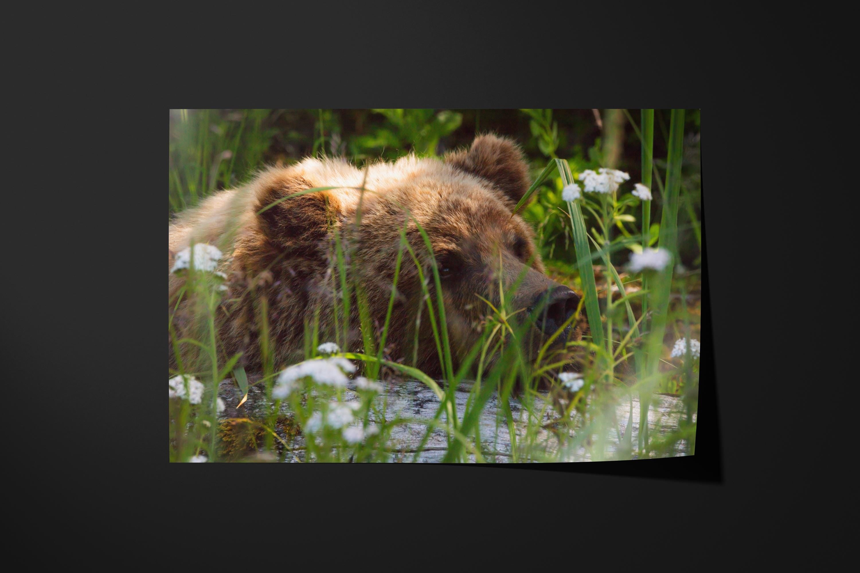 Resting Grizzly Bear