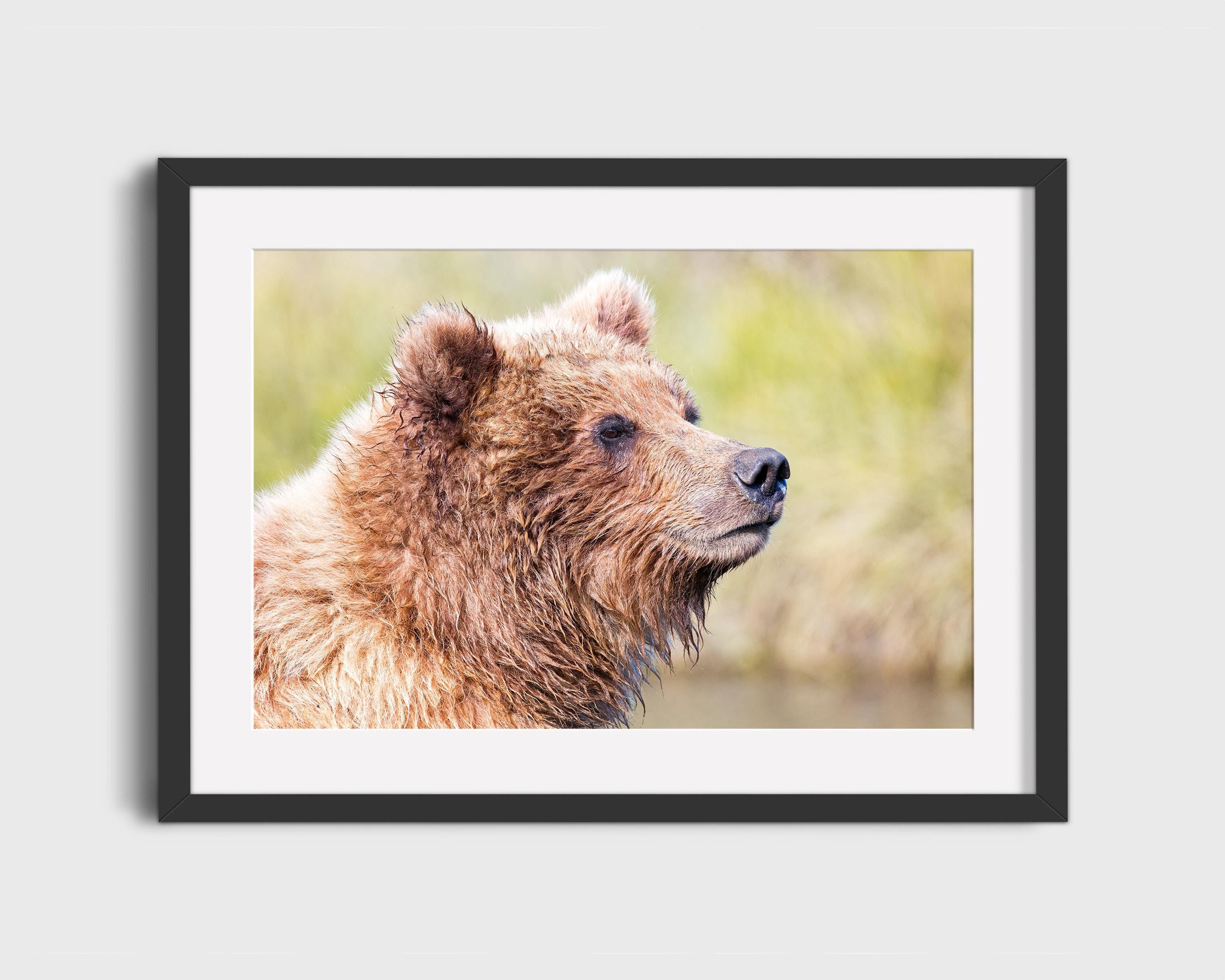 Grizzly Bear Cub