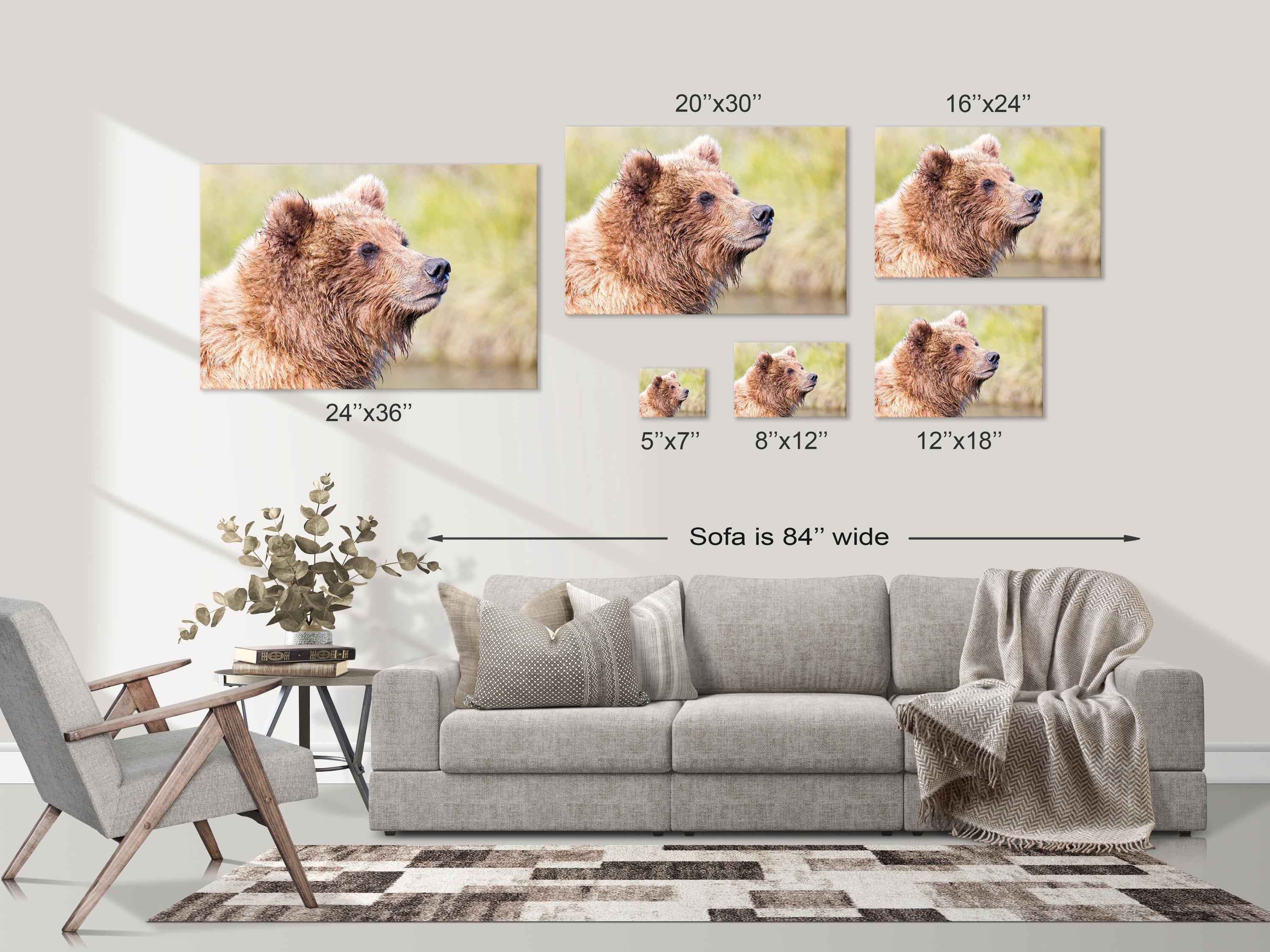 Grizzly Bear Cub