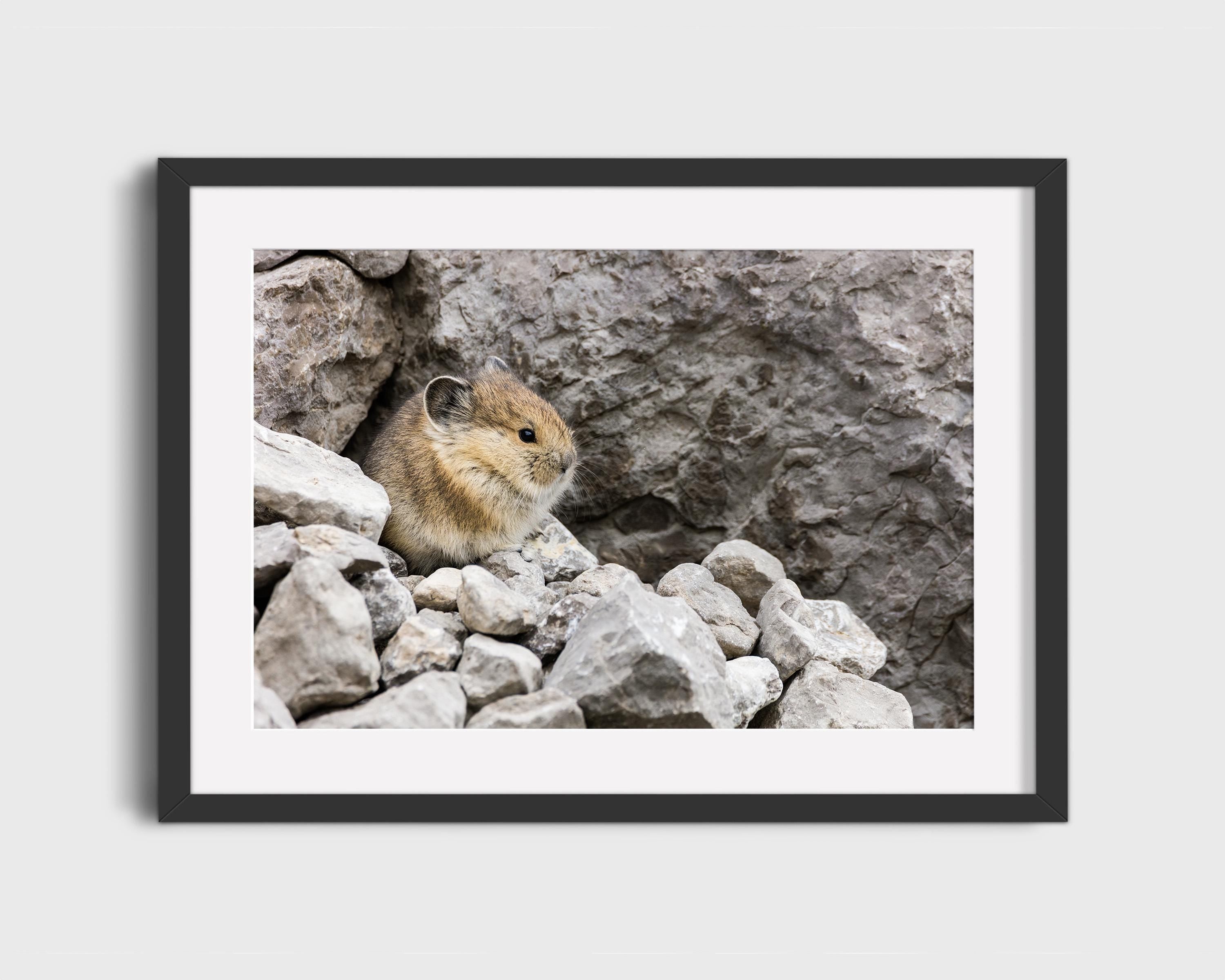 Cute Pika Wildlife