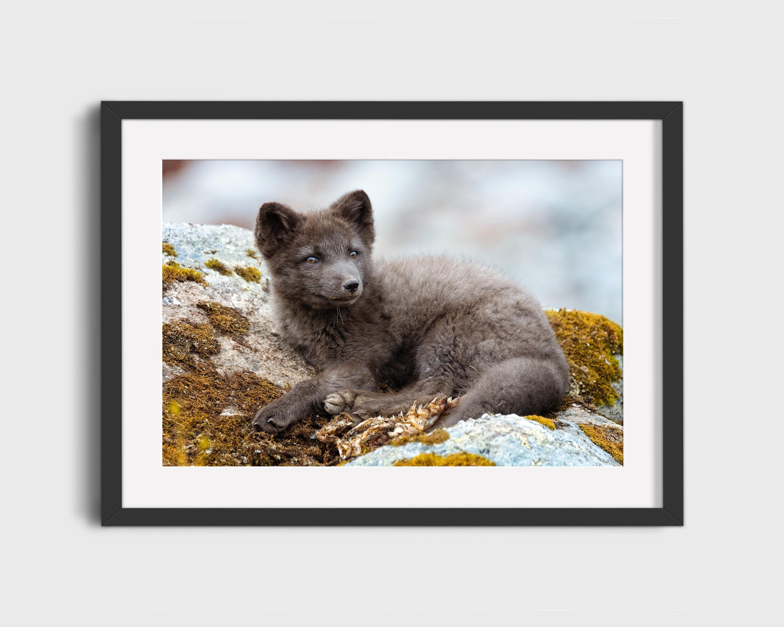 Adorable Arctic Fox Pup Wildlife
