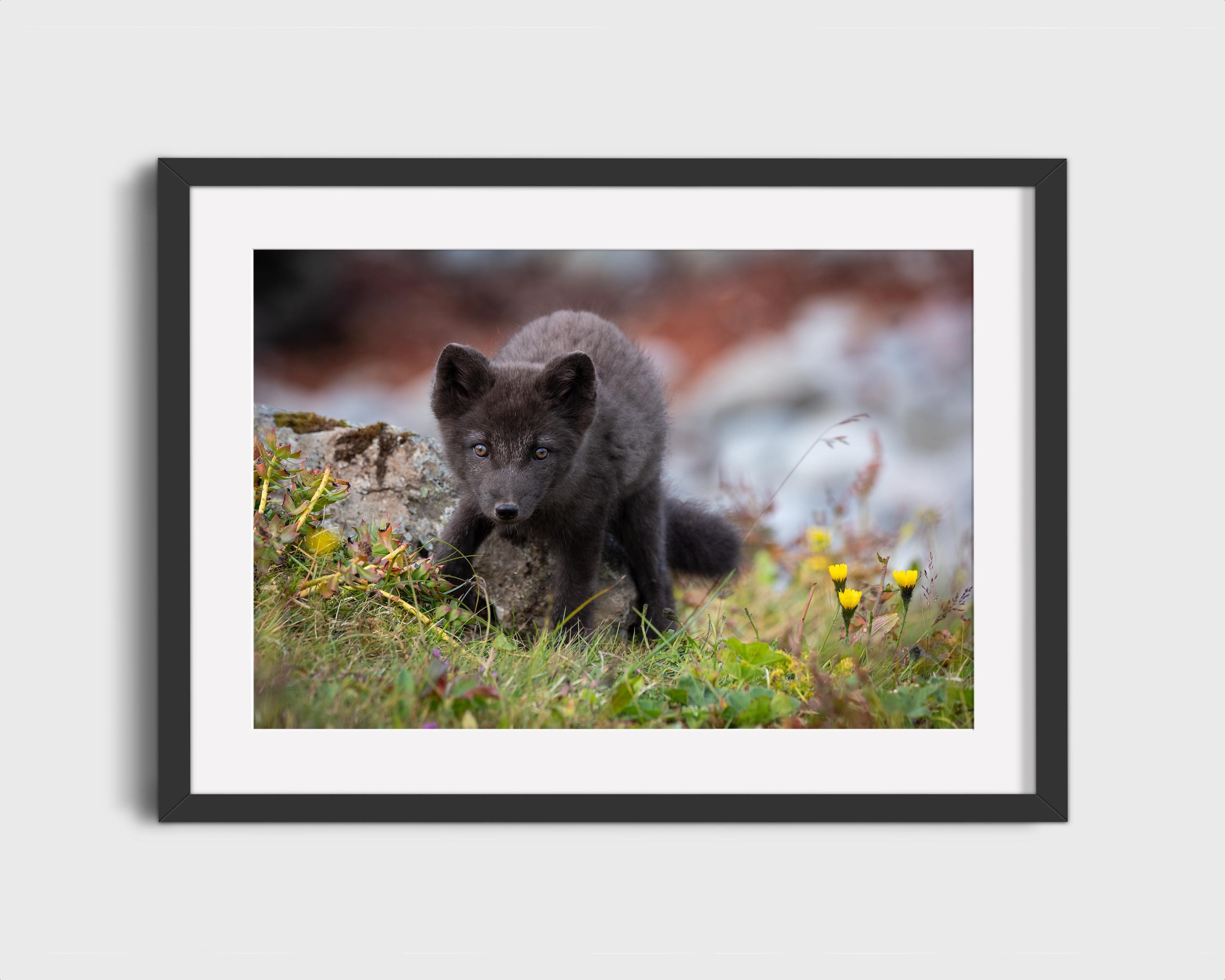 Curious Arctic Fox Pup
