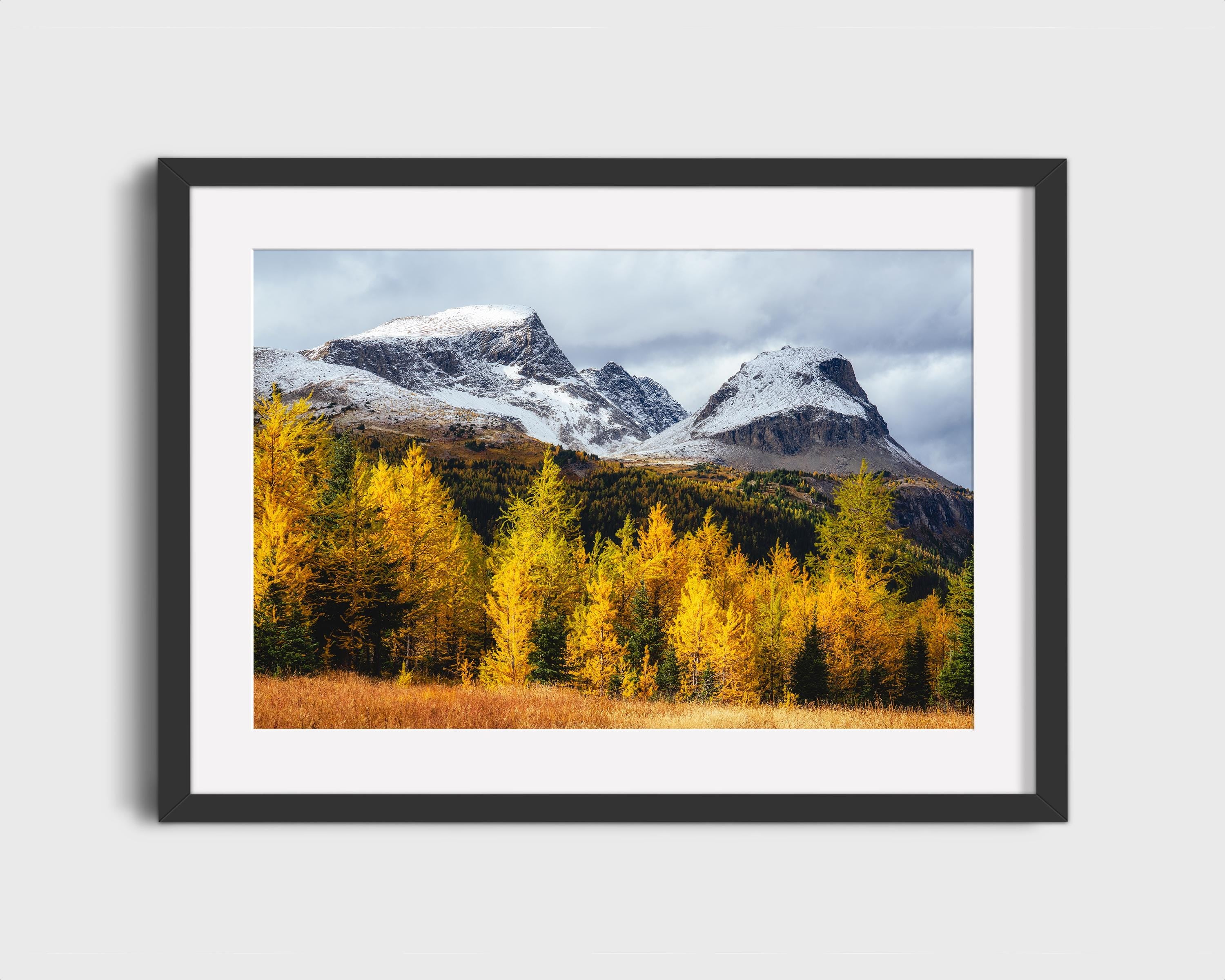 Golden Larch Autumn