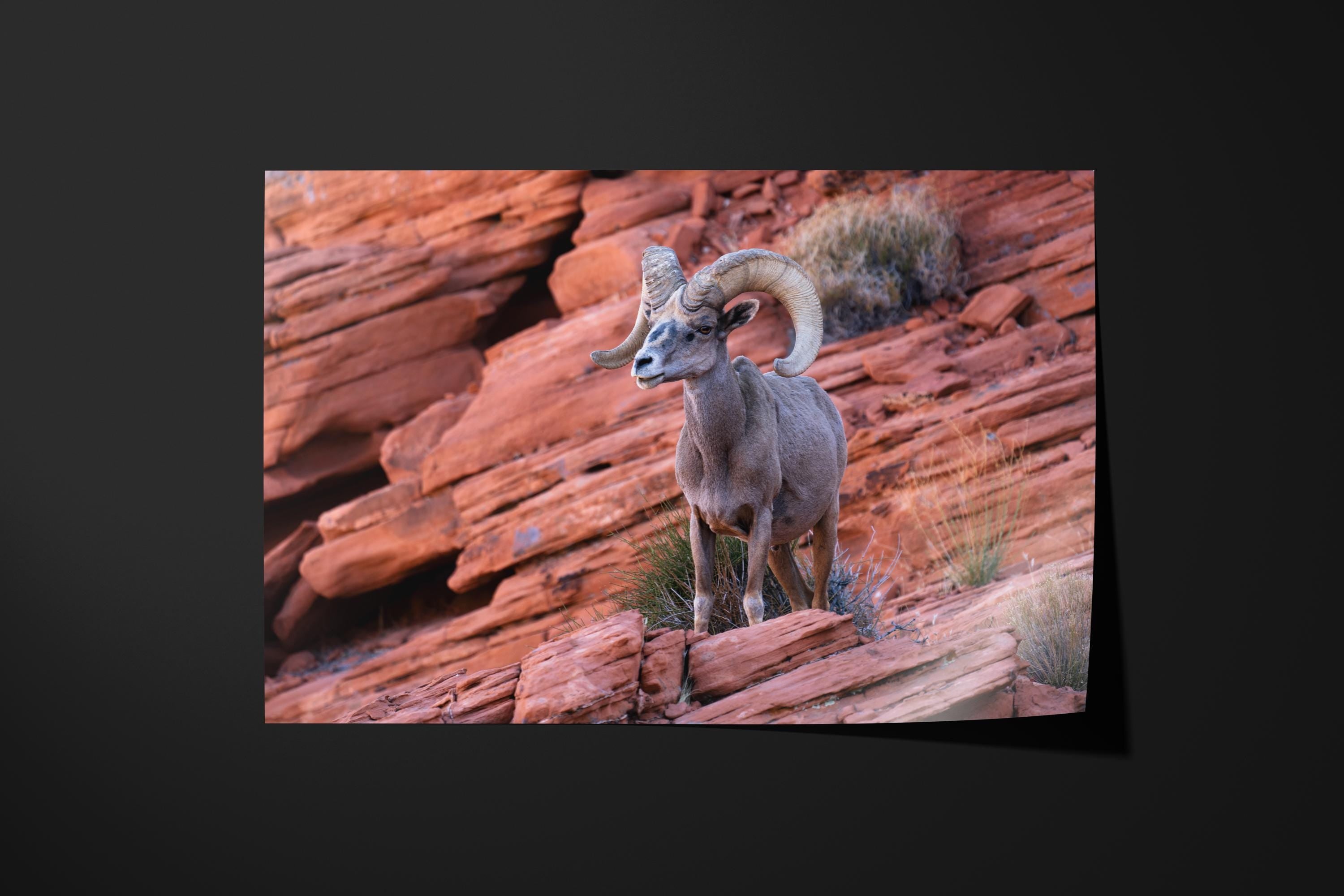 Bighorn Sheep