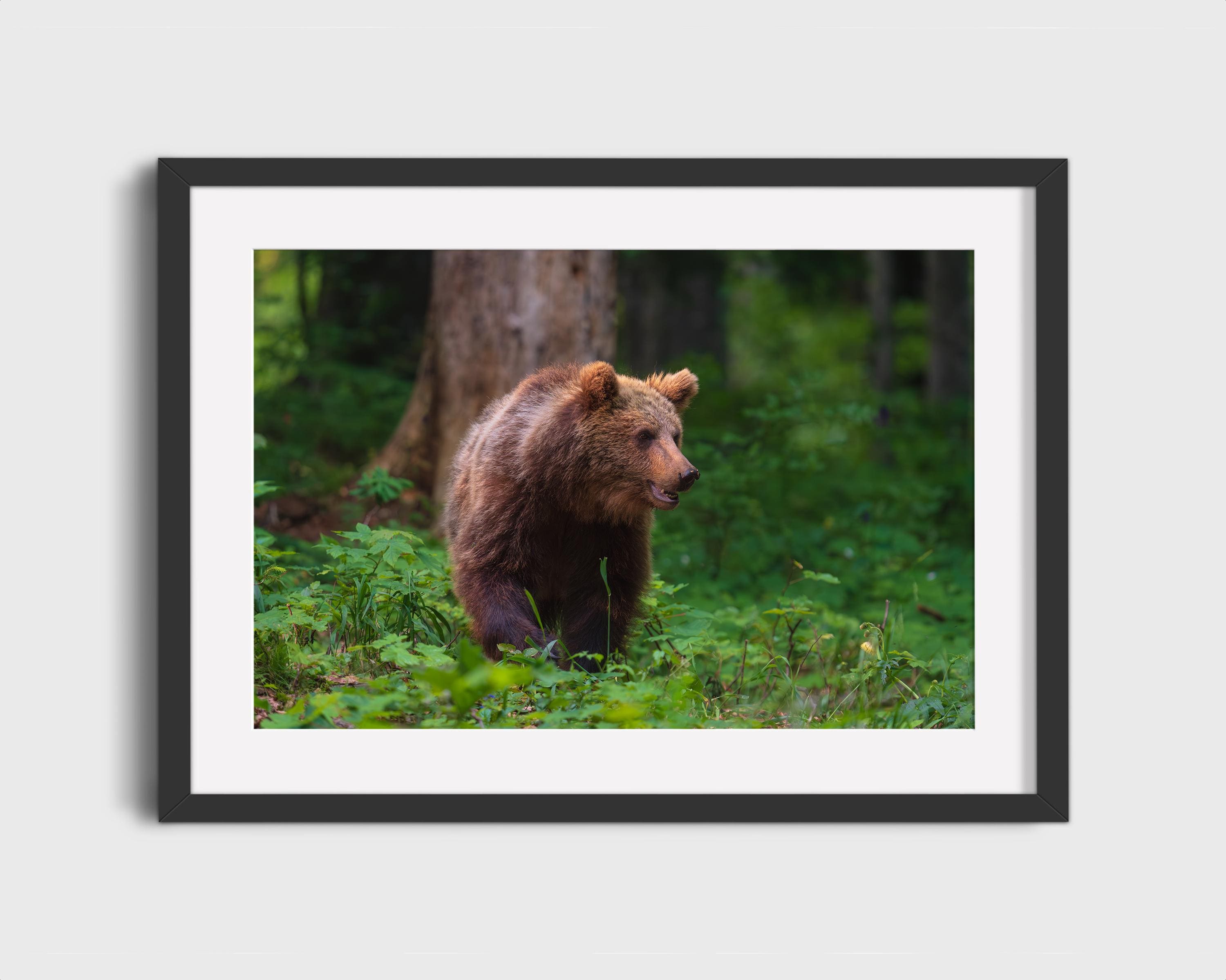 Majestic Brown Bear in Forest
