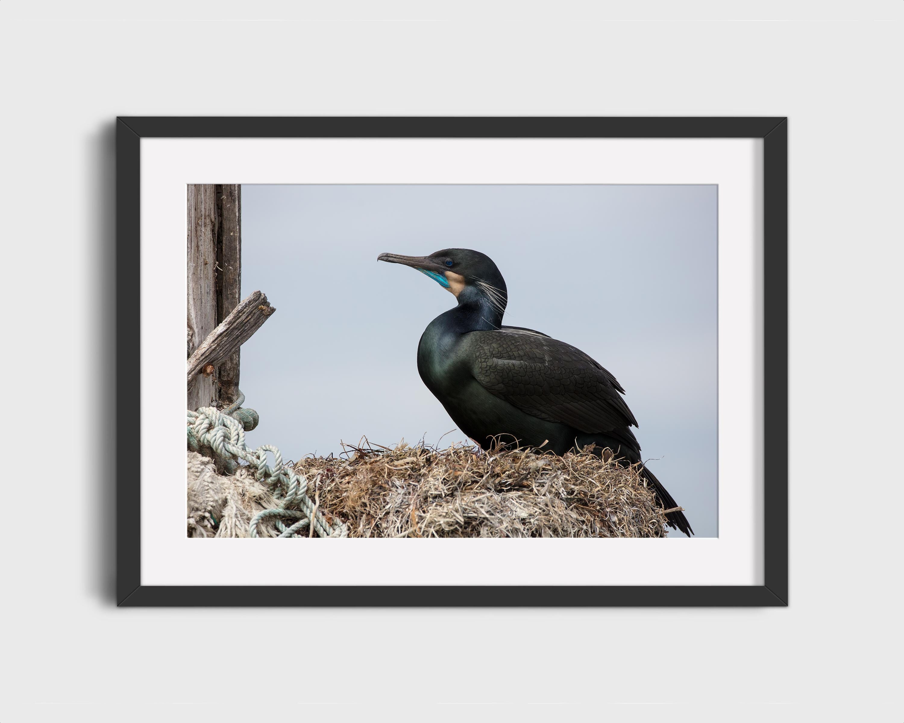 Brandt's Cormorant Nesting