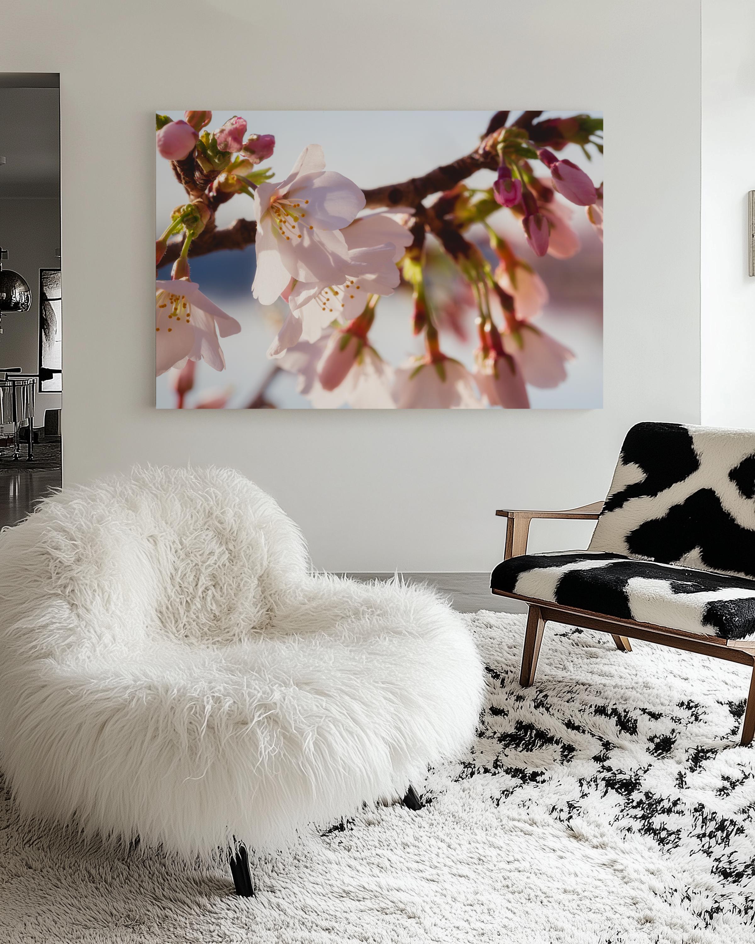 Cherry Blossom Soft Pink