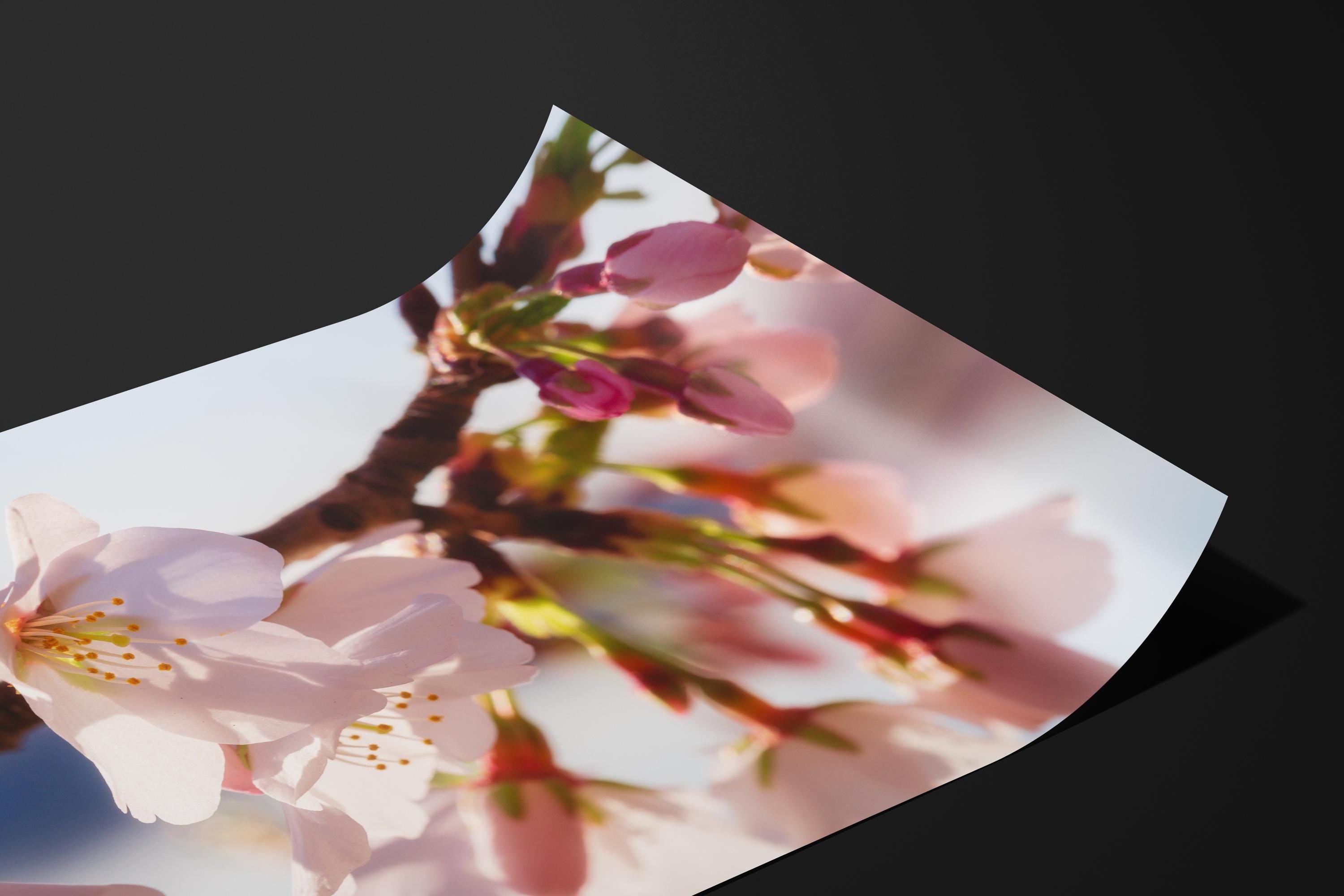 Cherry Blossom Soft Pink