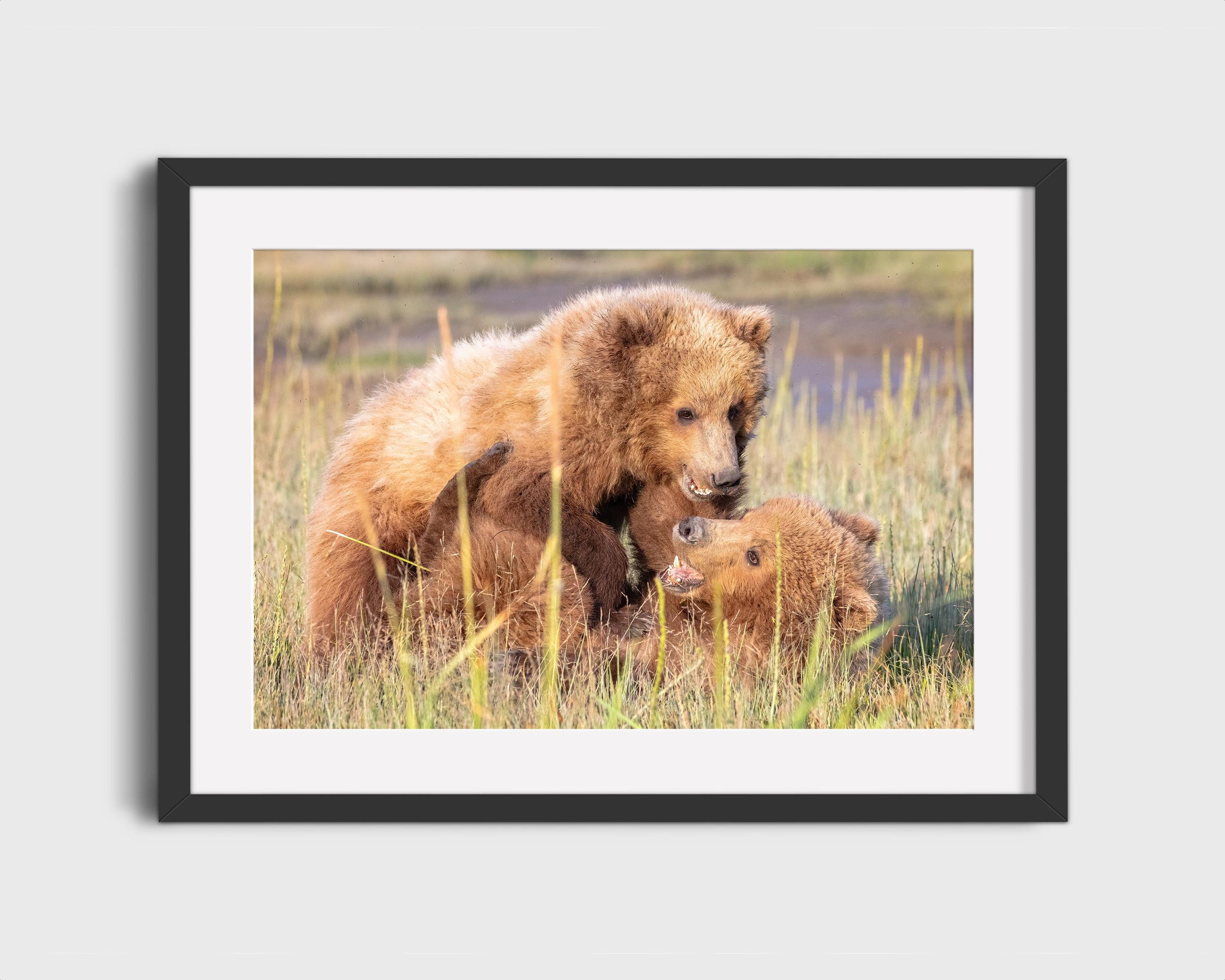 Playful Bear Cubs