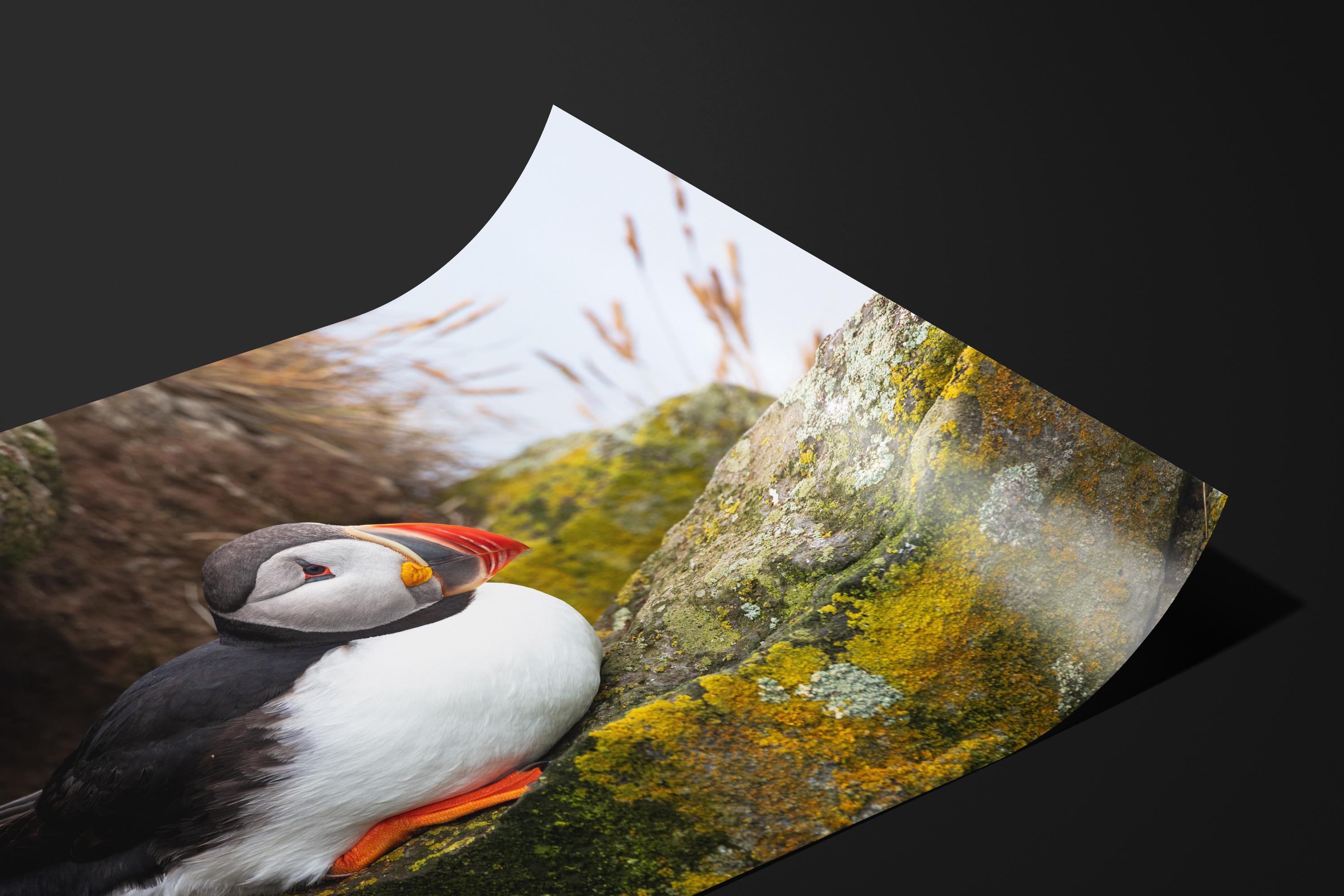 Atlantic Puffin