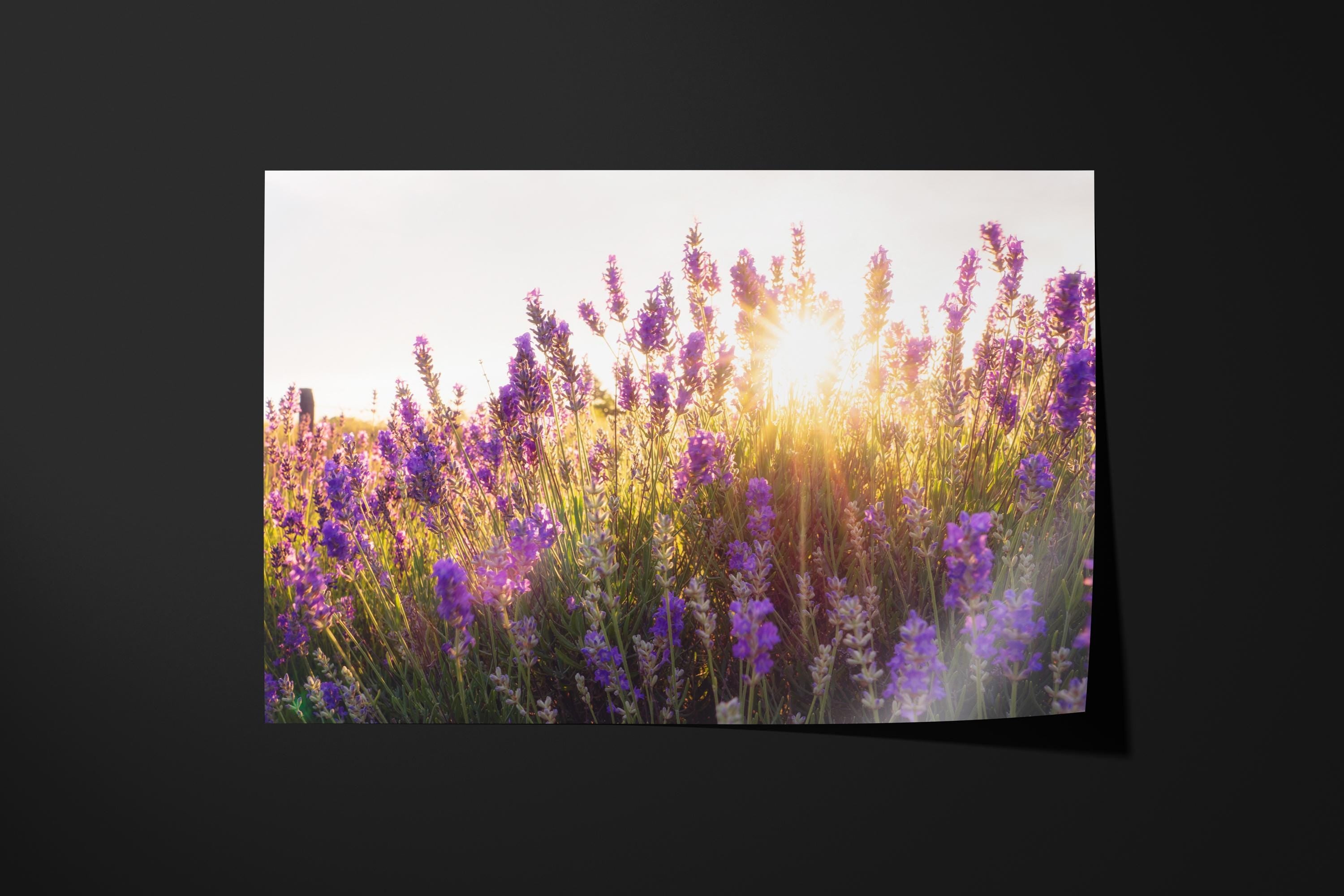 Sunset Lavender Field