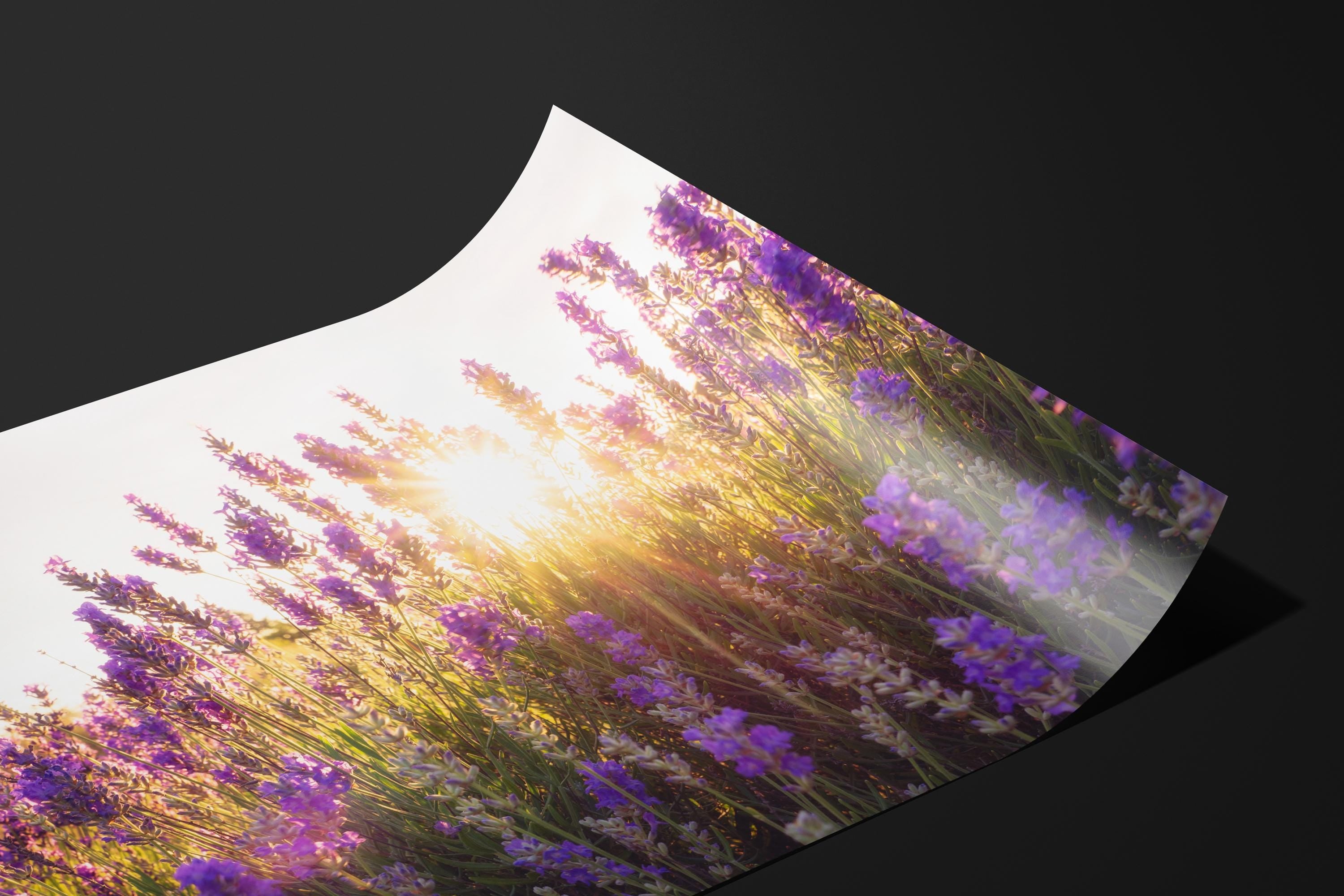 Sunset Lavender Field