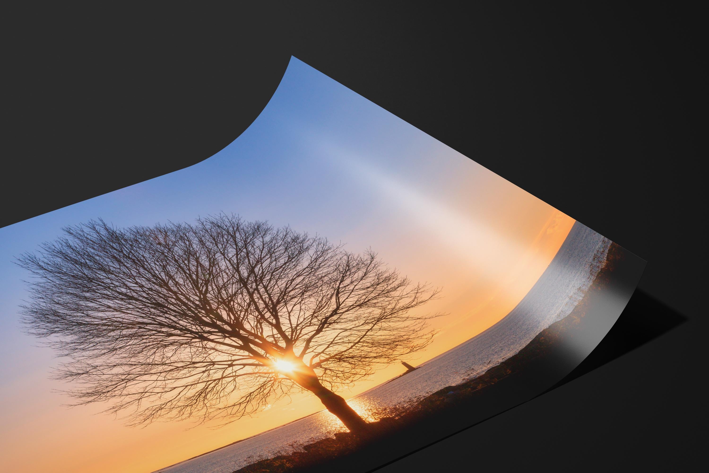 Tree of Life Sunrise