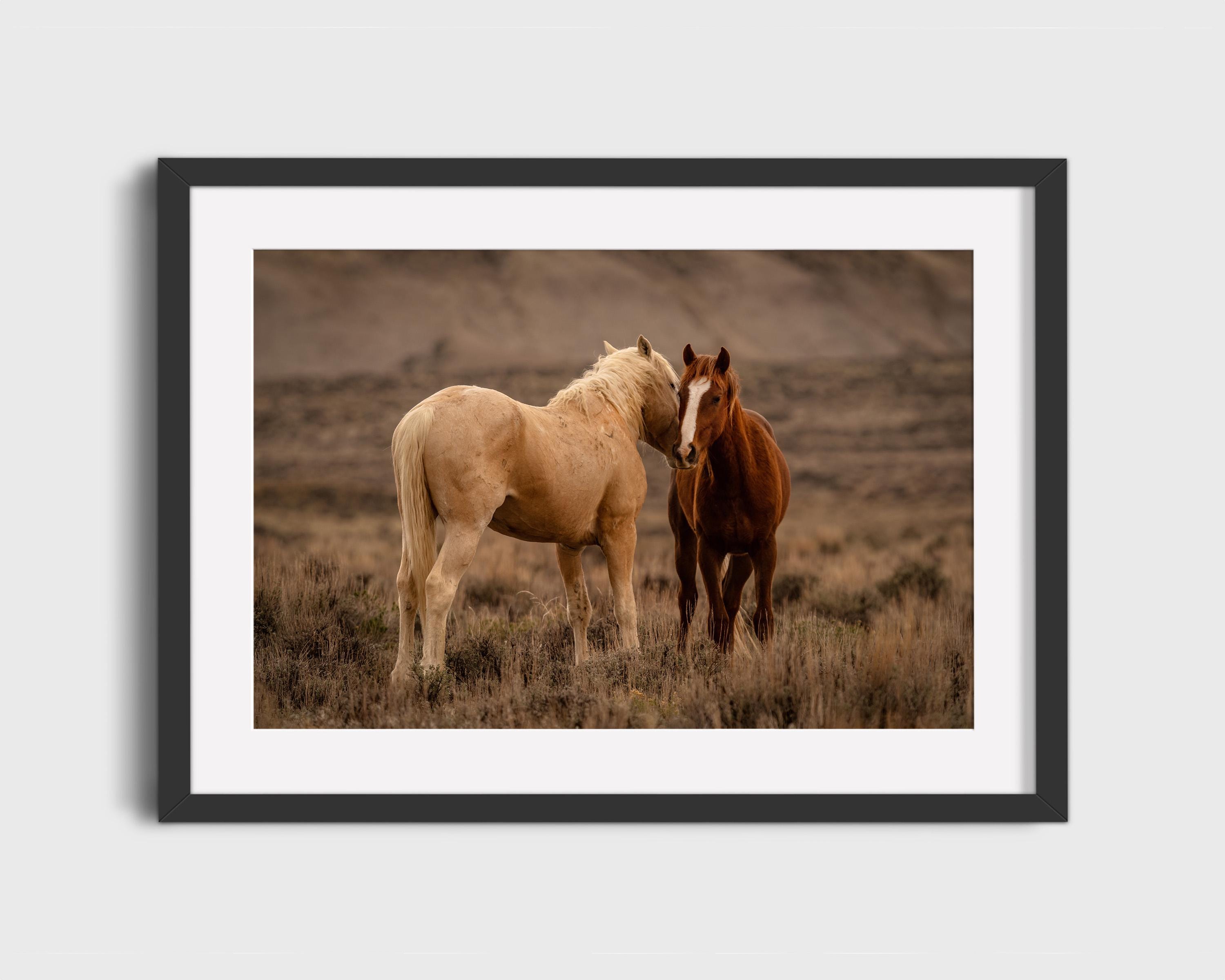 Wild Mustang Kiss