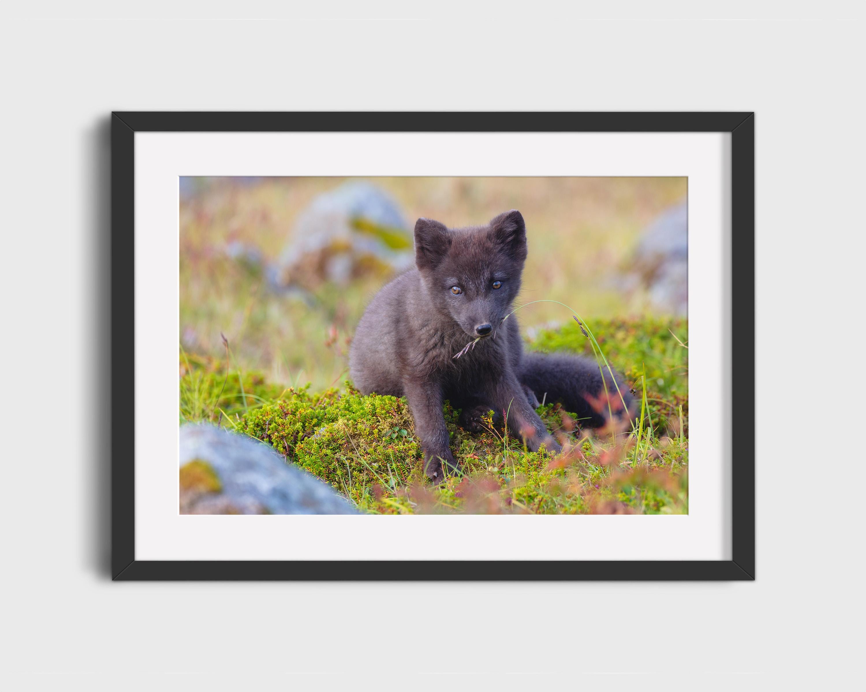 Arctic Fox in Summer