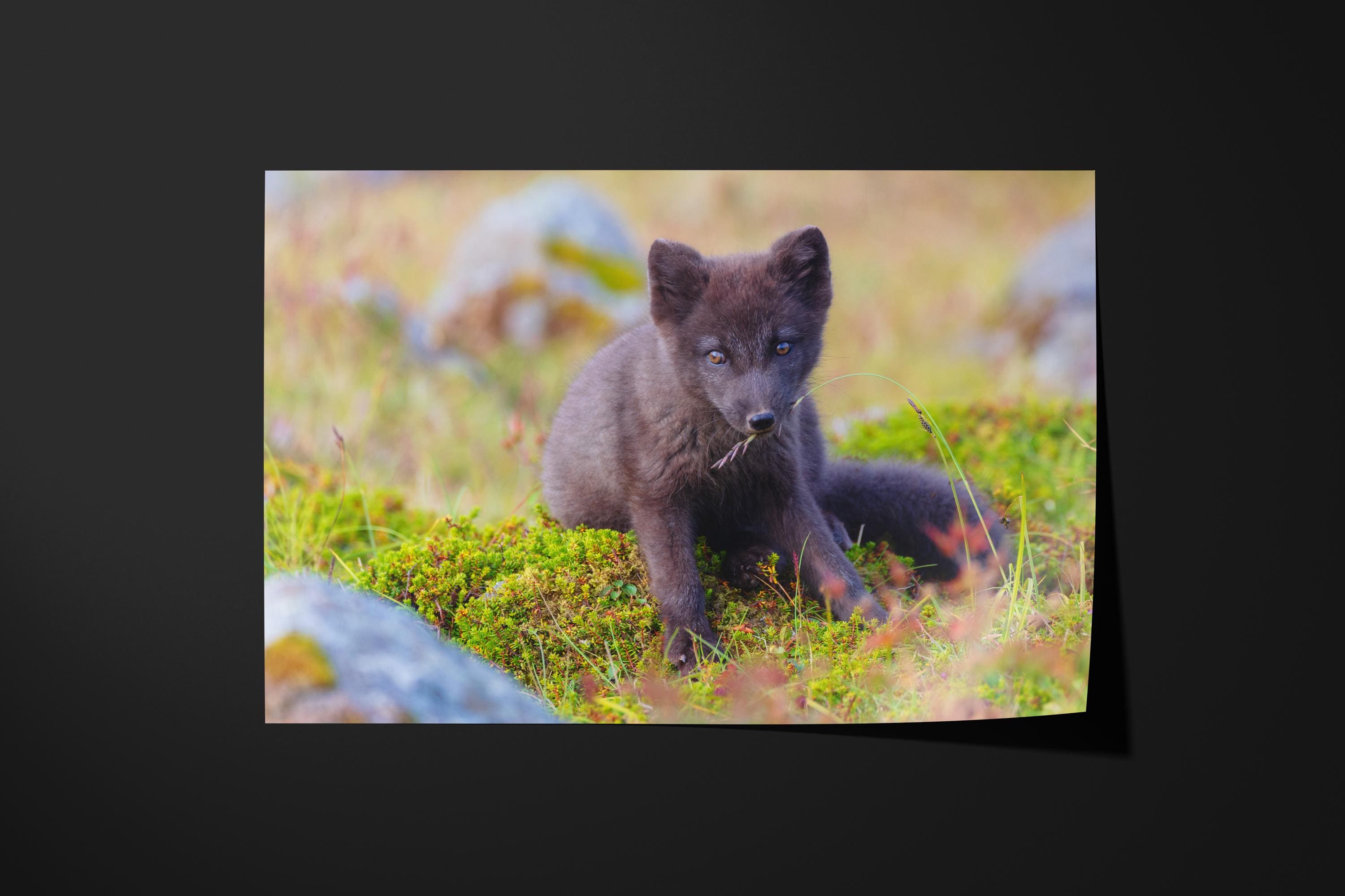 Arctic Fox in Summer