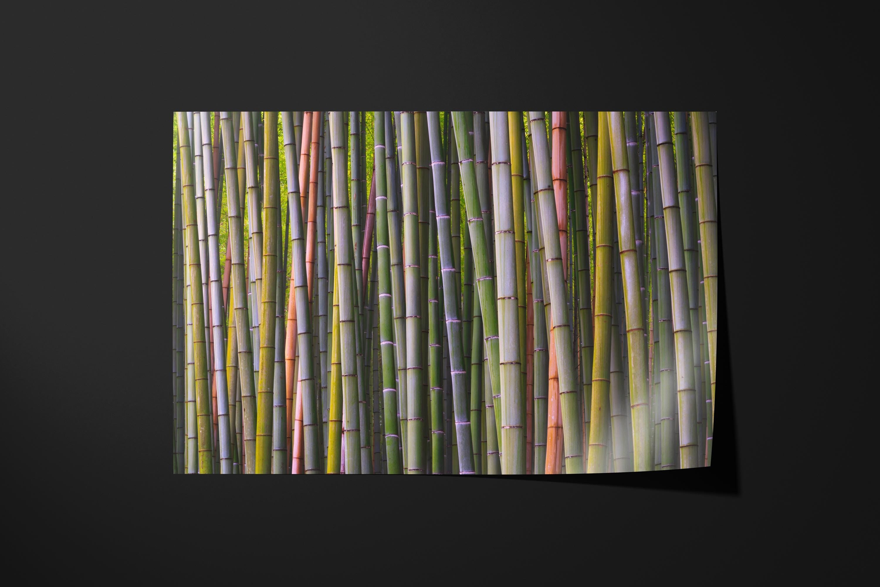 Bamboo Grove
