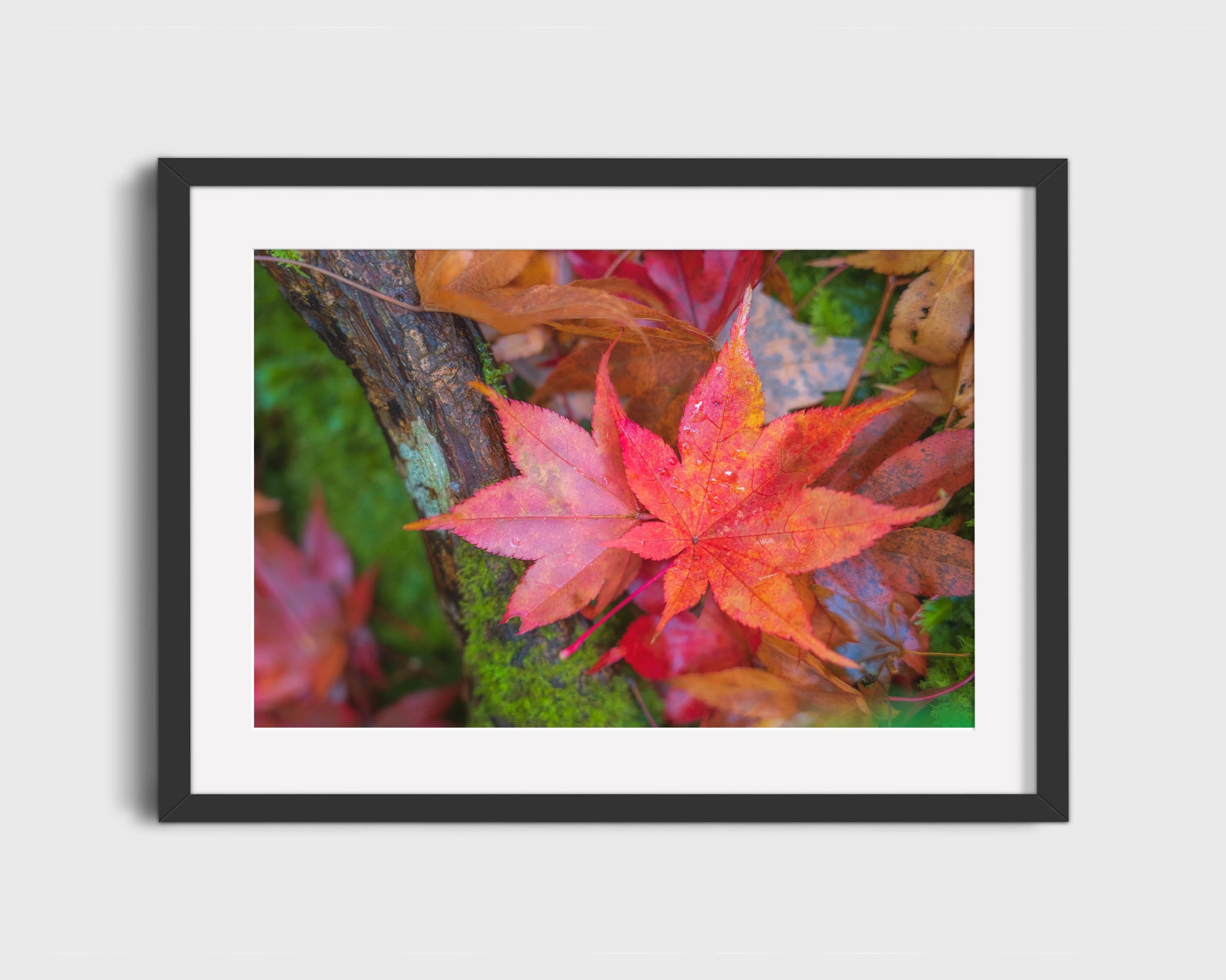 Japanese Maple Leaves Autumn