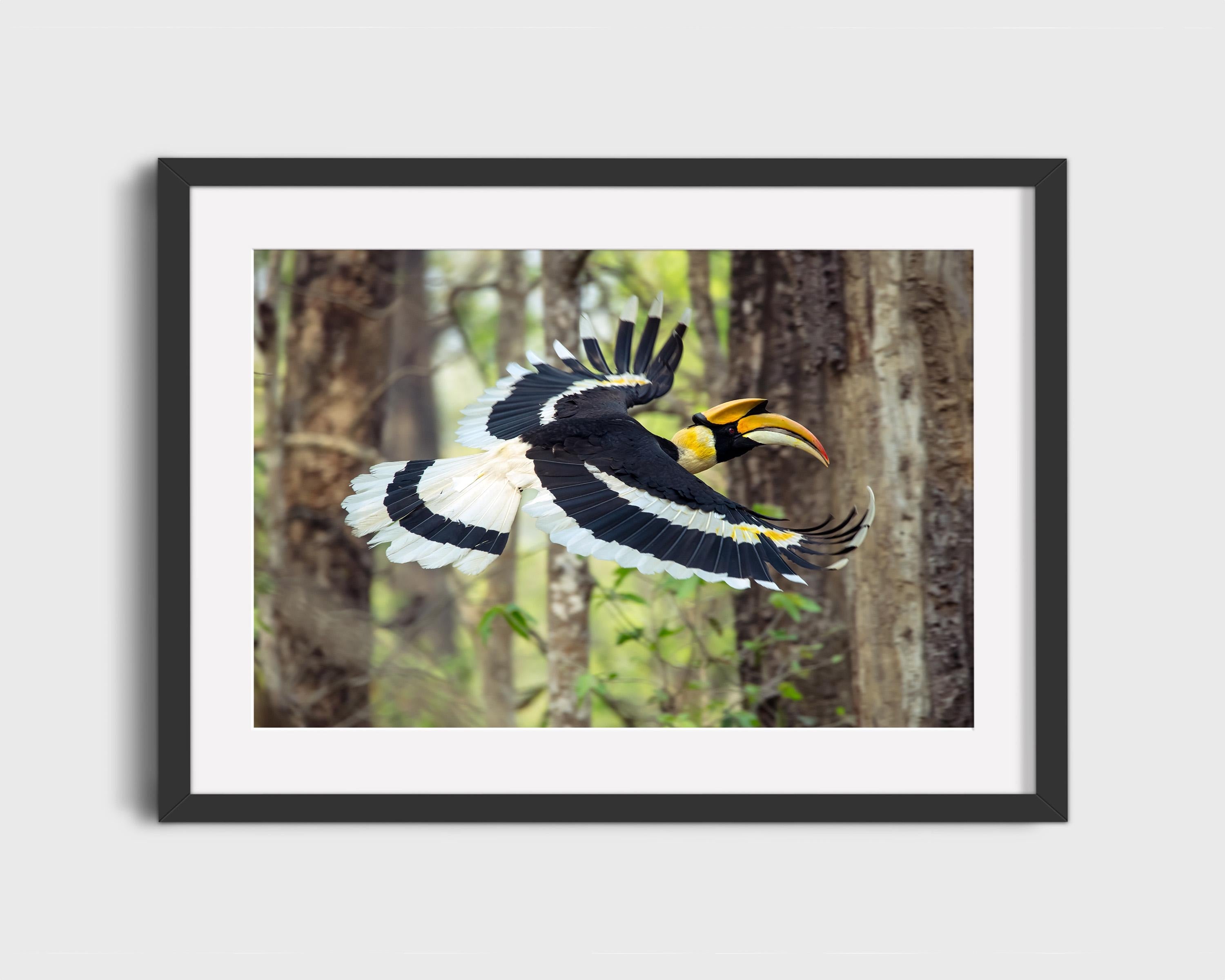 Great Hornbill in Flight