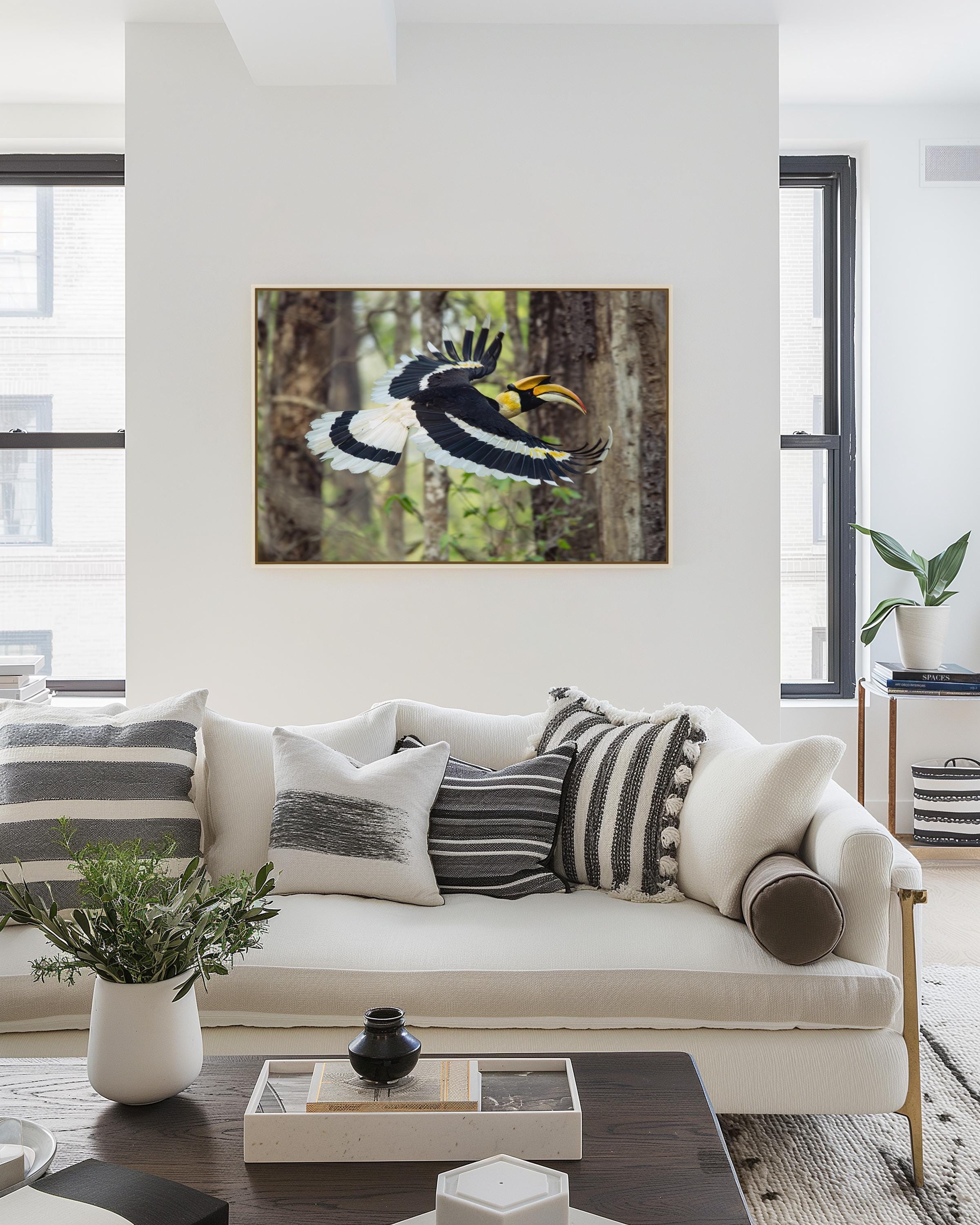 Great Hornbill in Flight