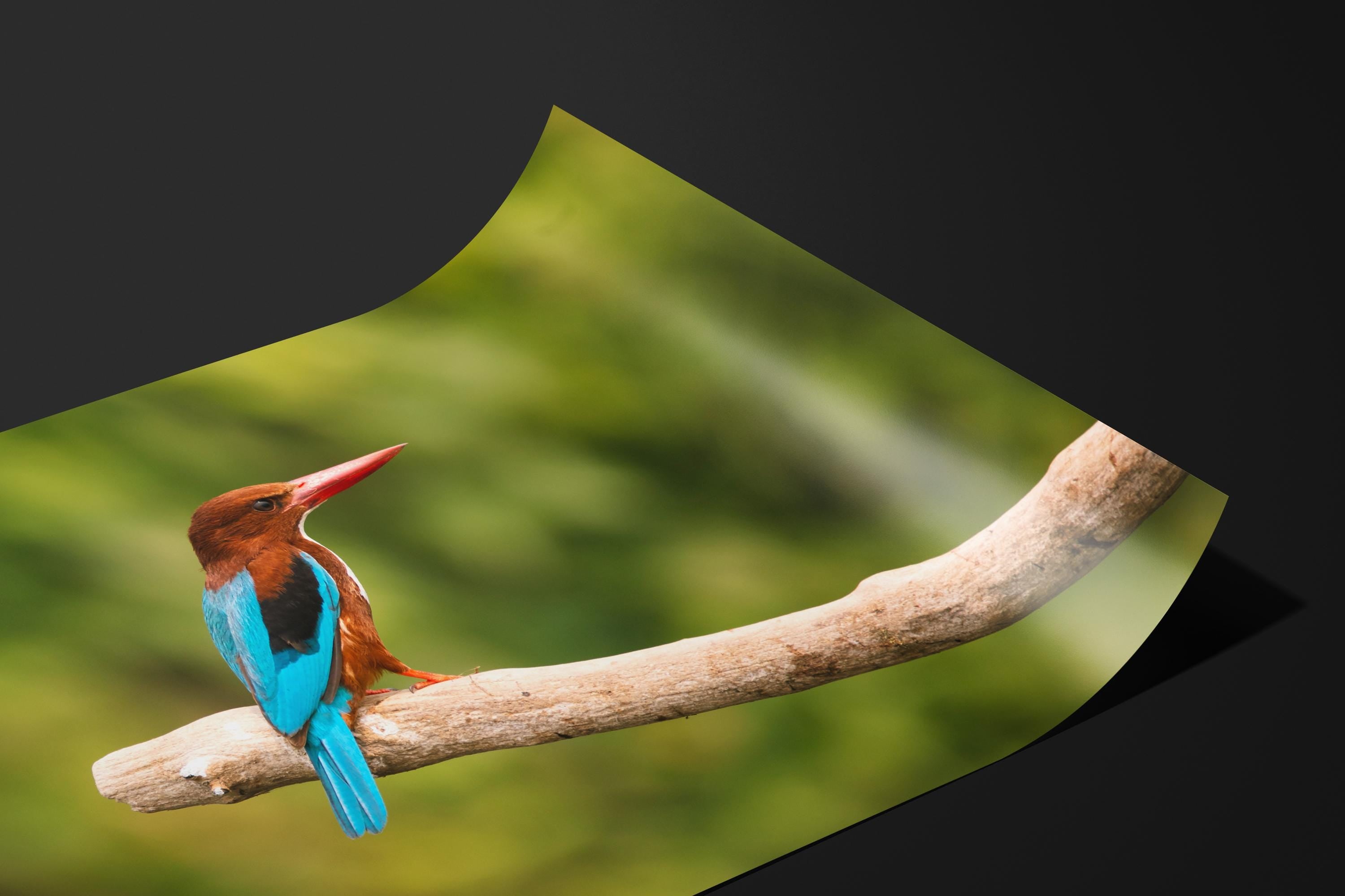 Vibrant Kingfisher Bird on Branch