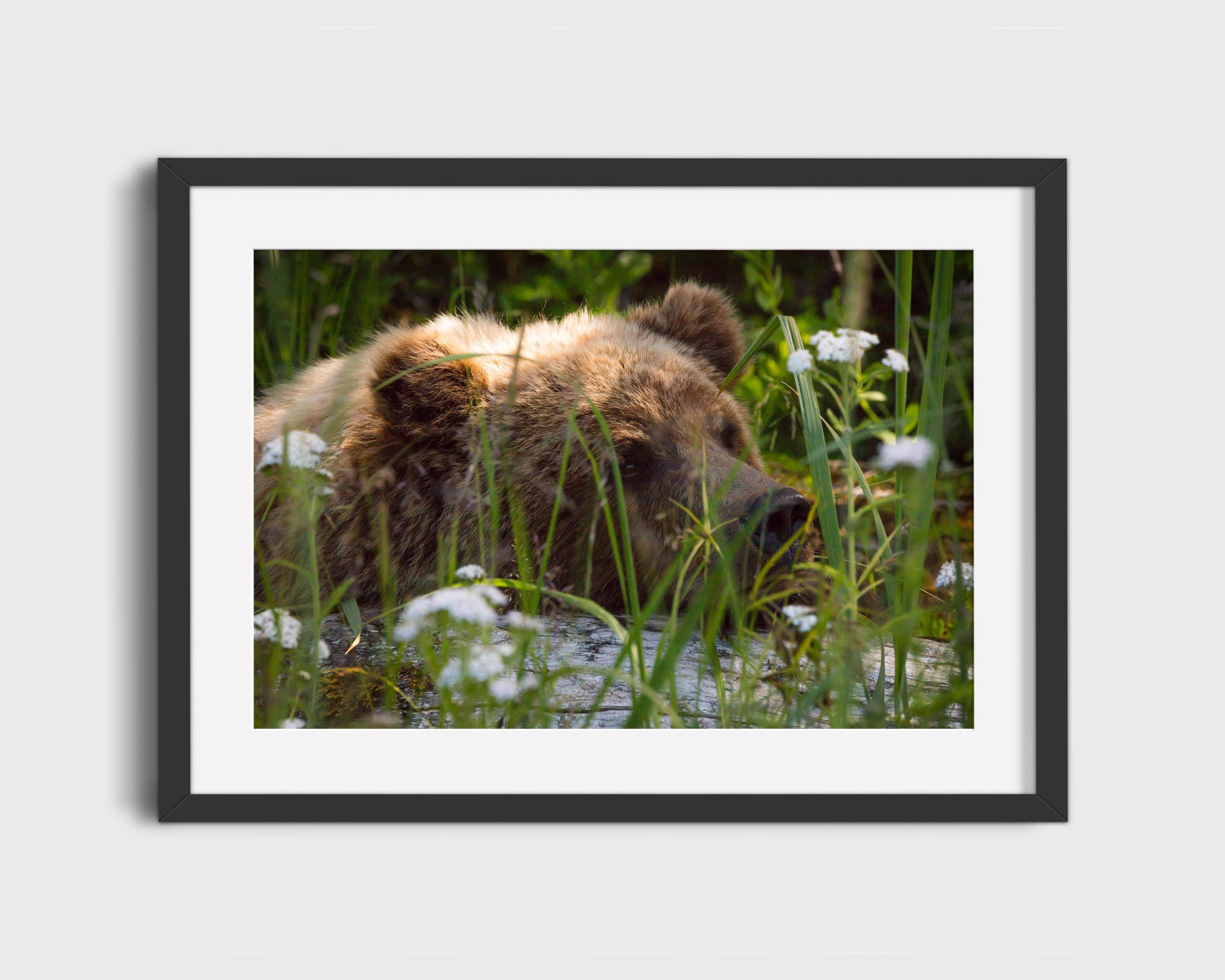Resting Grizzly Bear