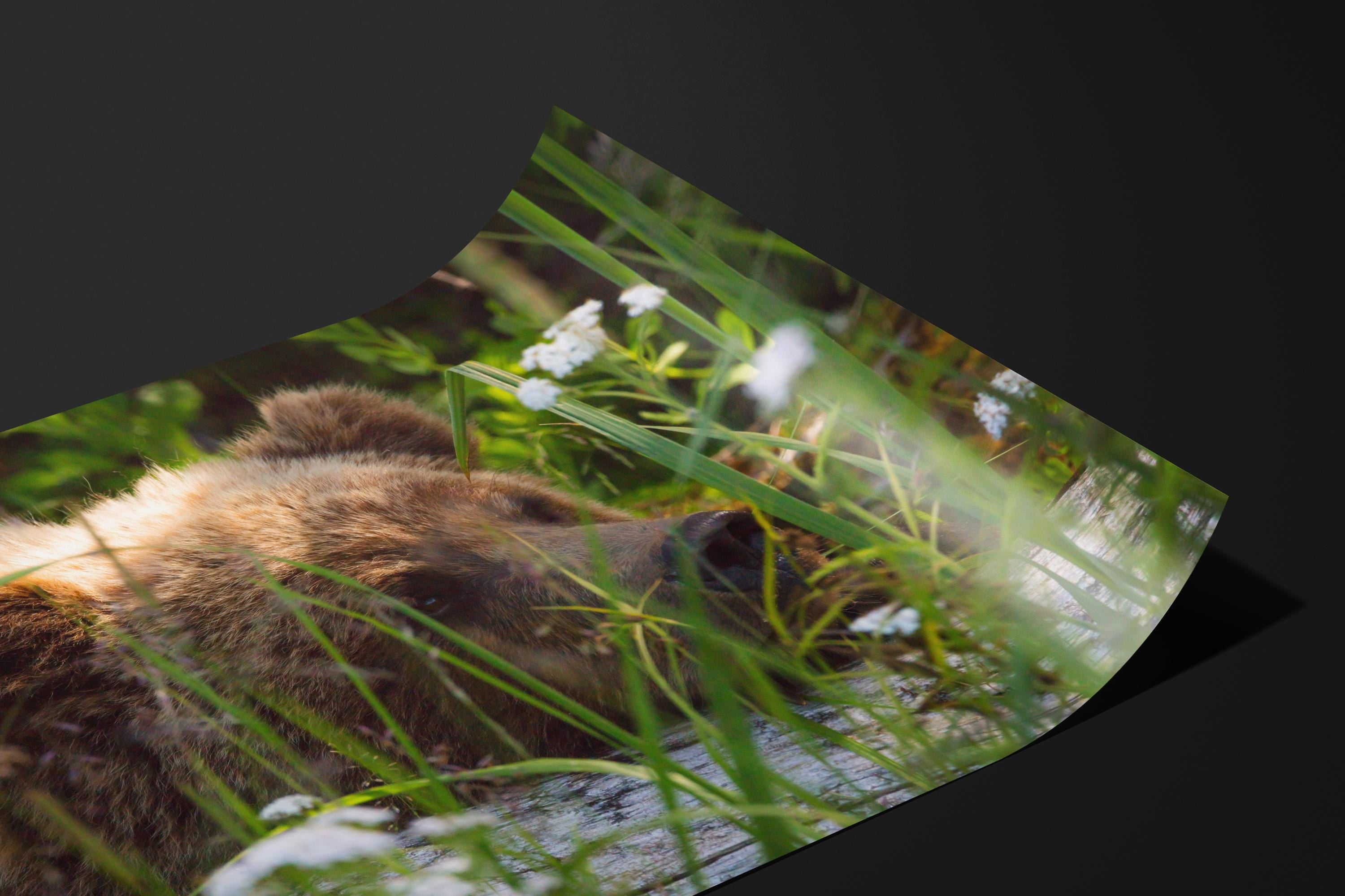 Resting Grizzly Bear