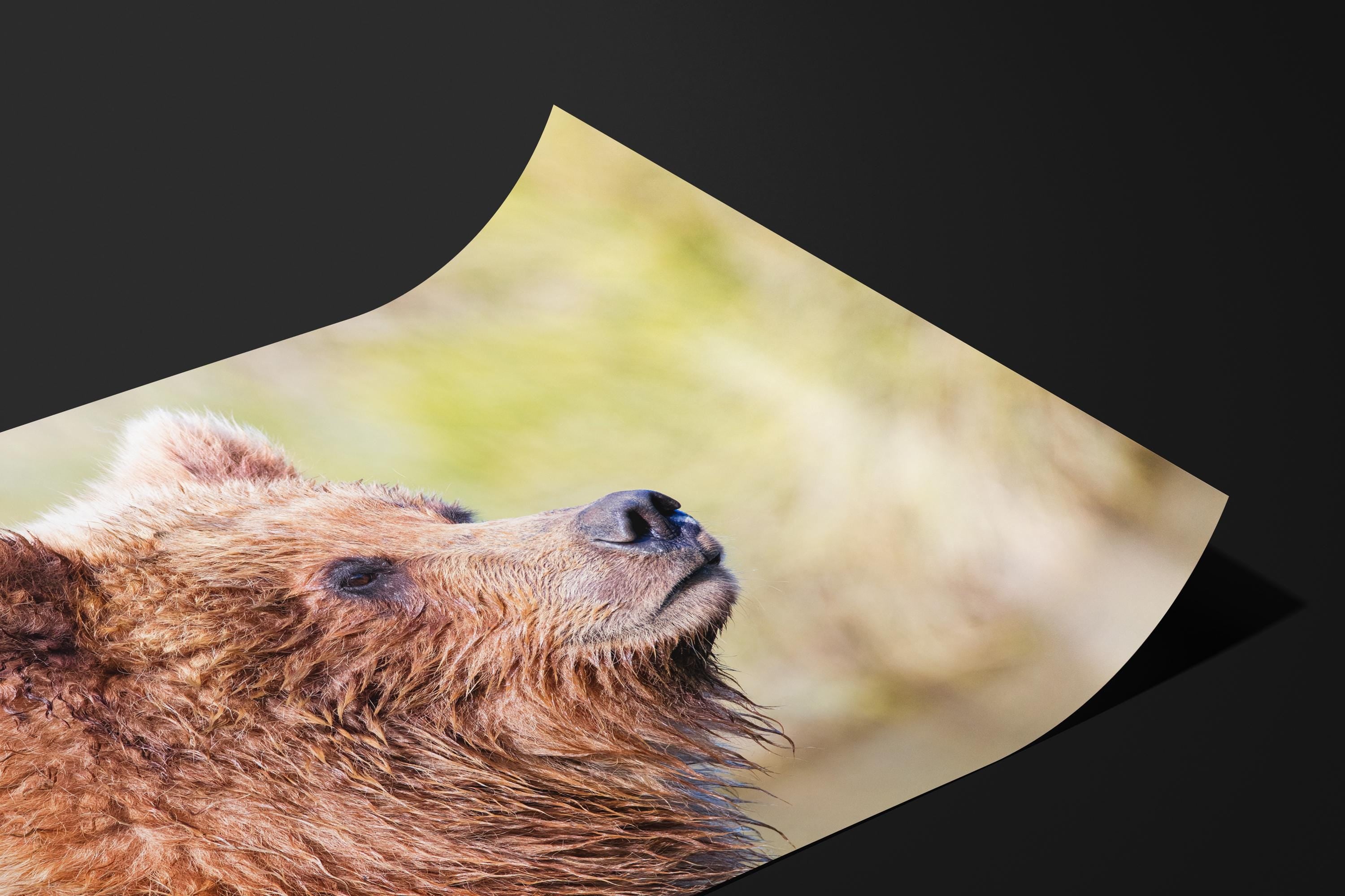 Grizzly Bear Cub