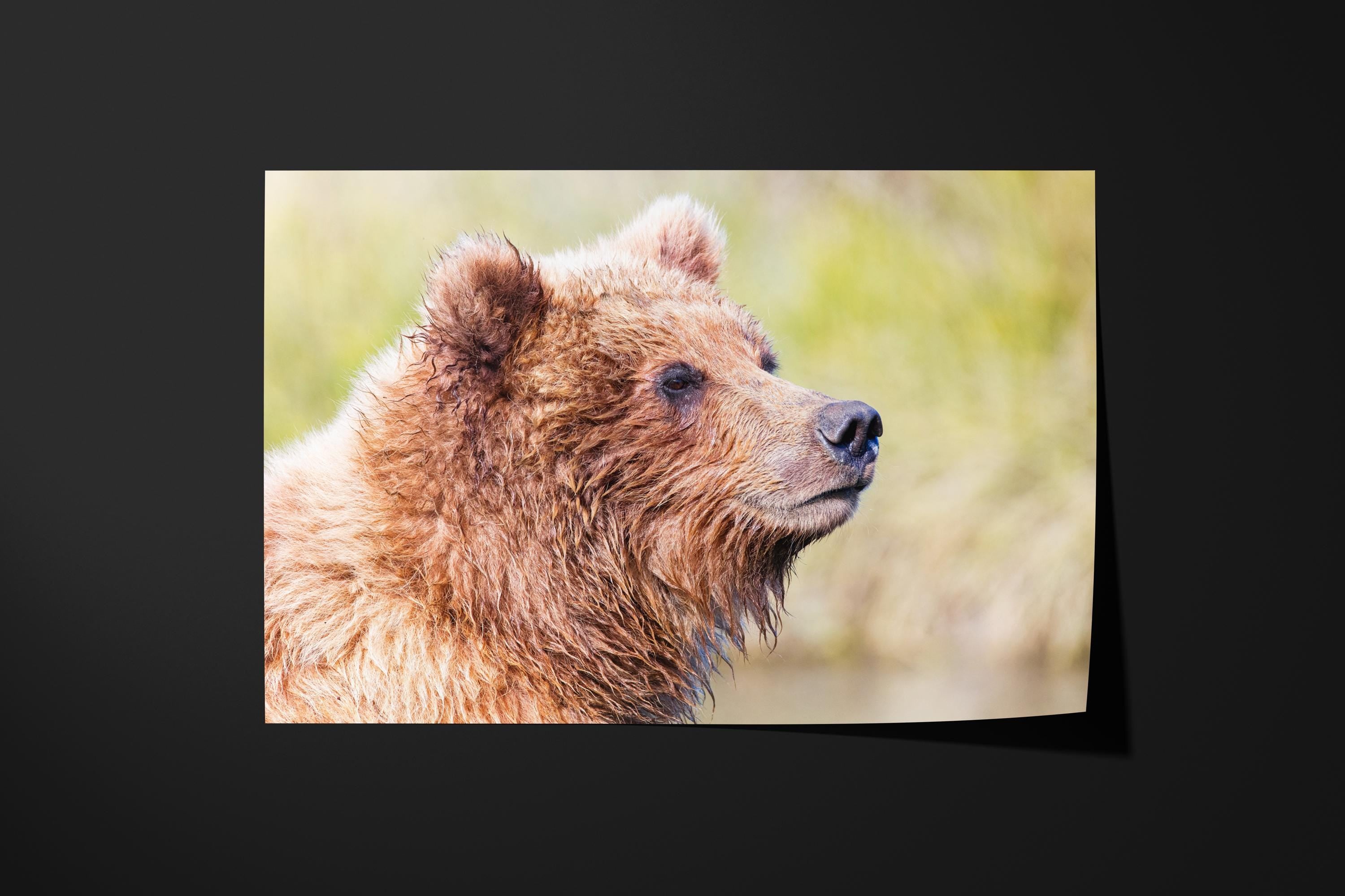 Grizzly Bear Cub