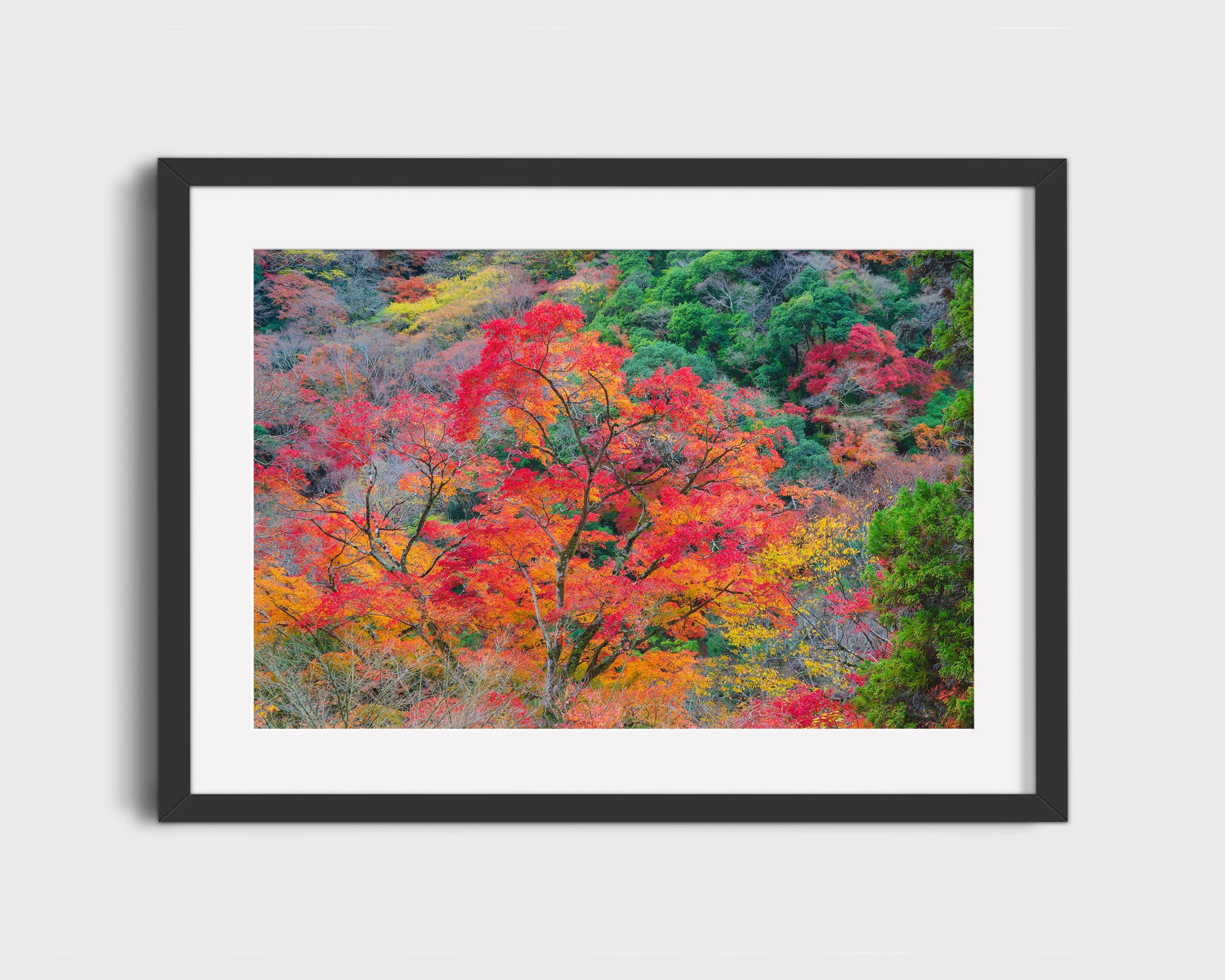 Vibrant Autumn Japan