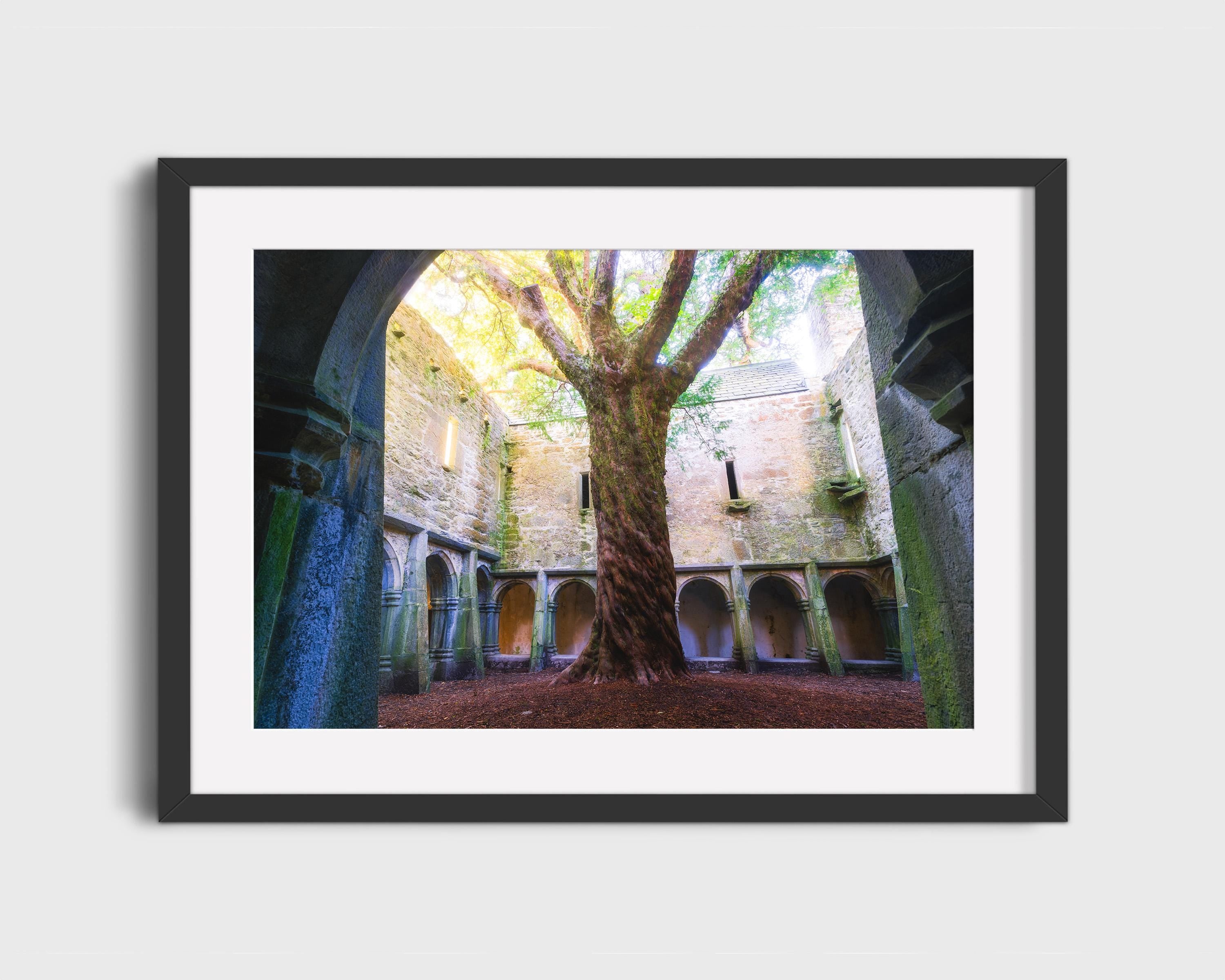 Ancient Tree Cloister