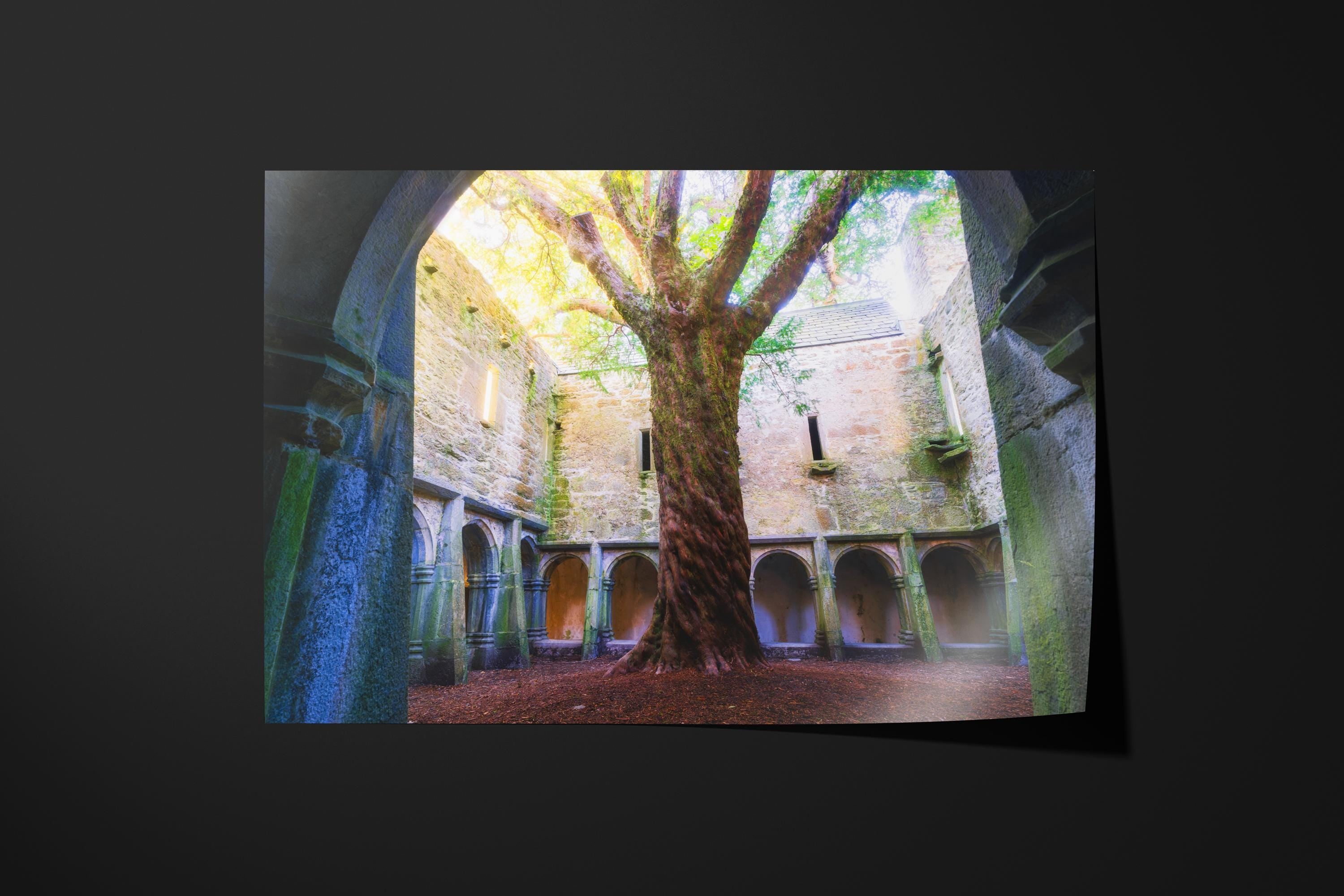 Ancient Tree Cloister