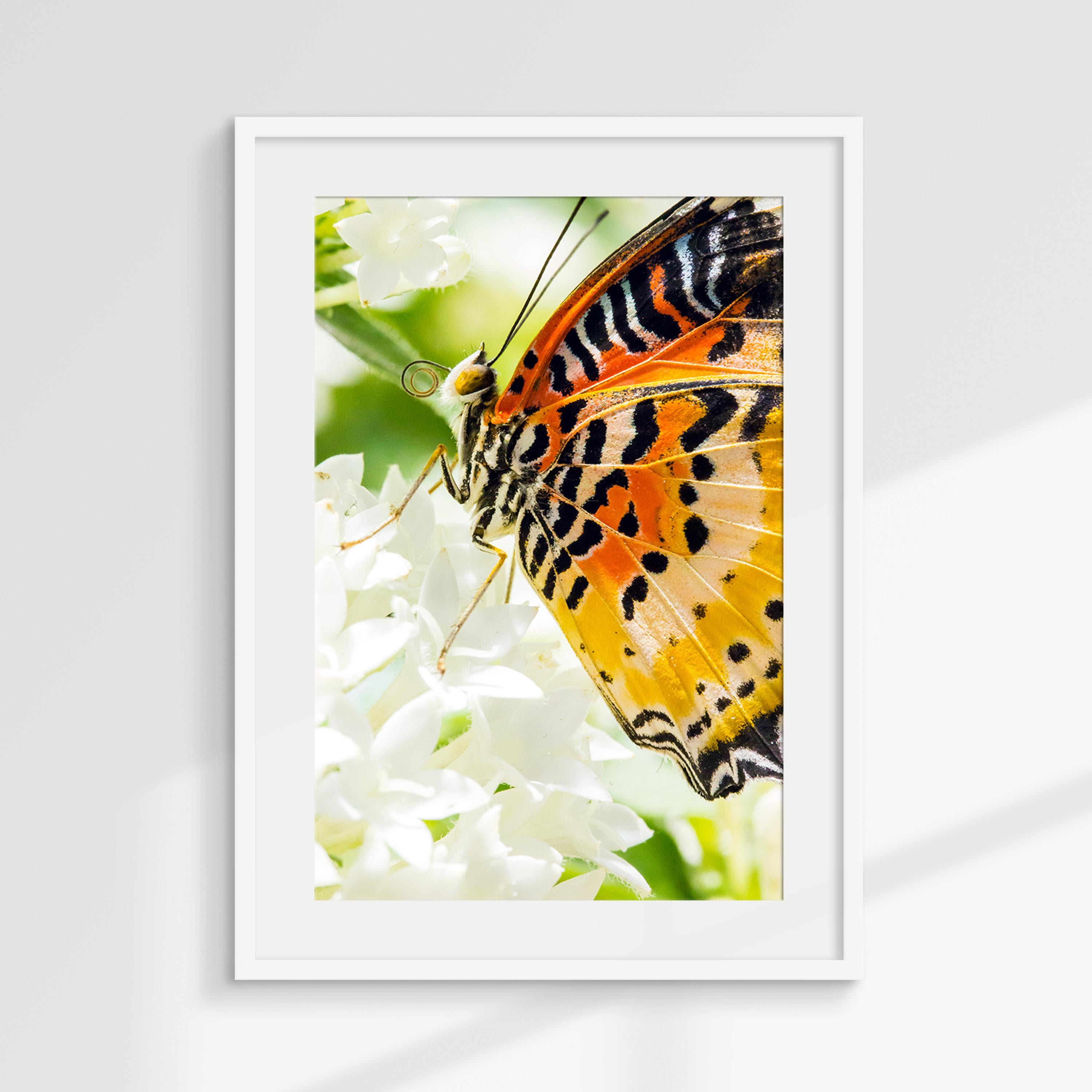 Macro Butterfly