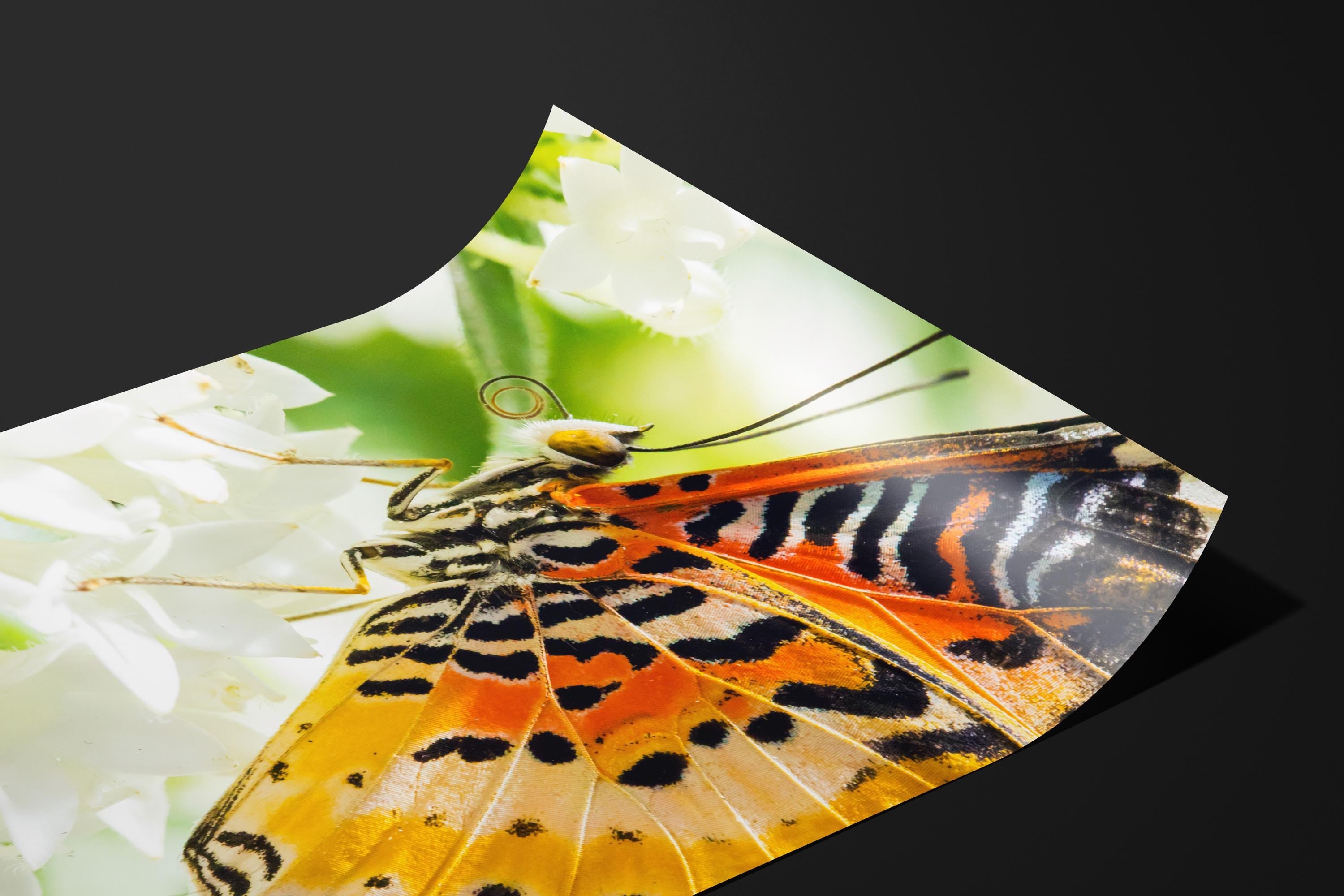 Macro Butterfly