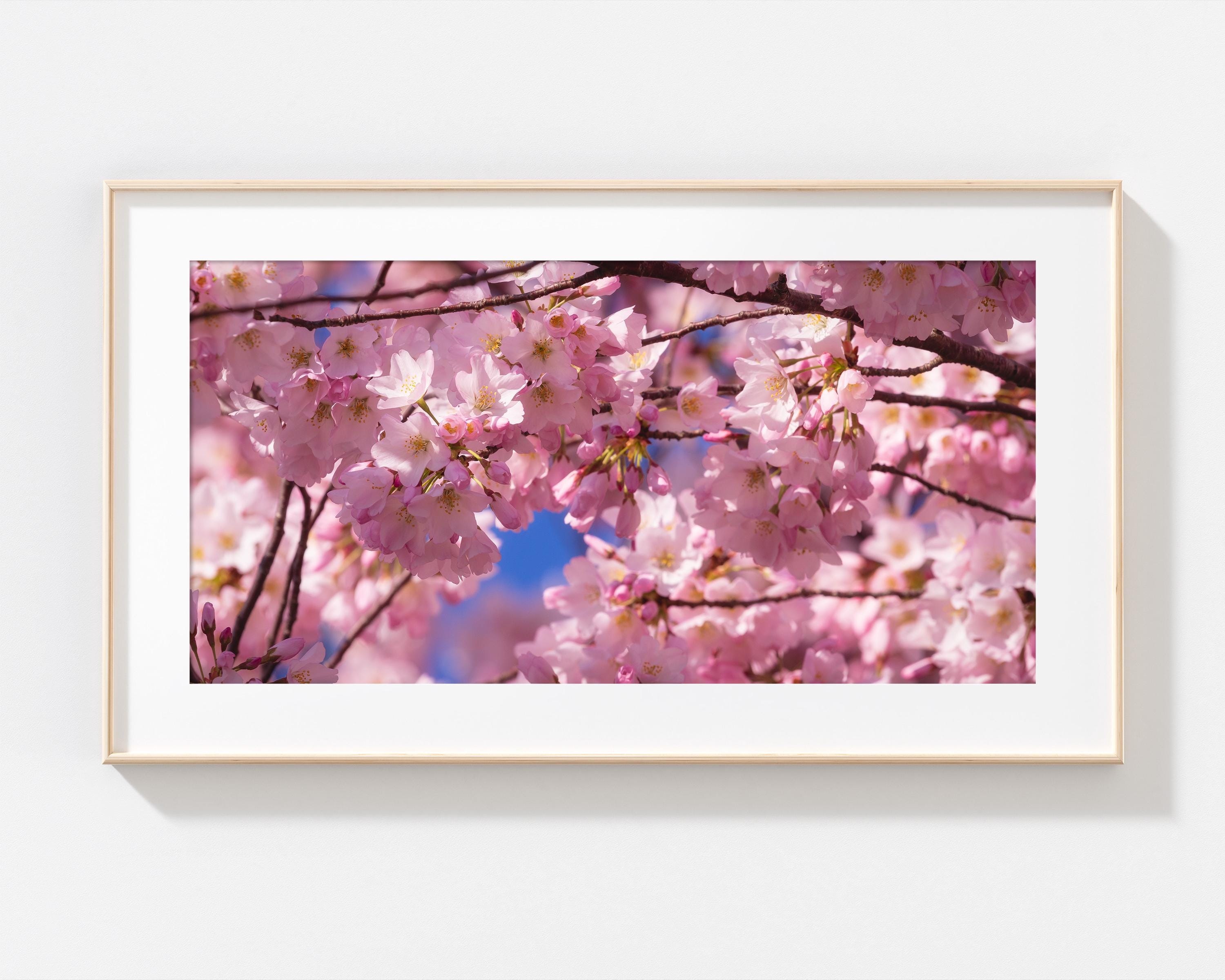 Cherry Blossom