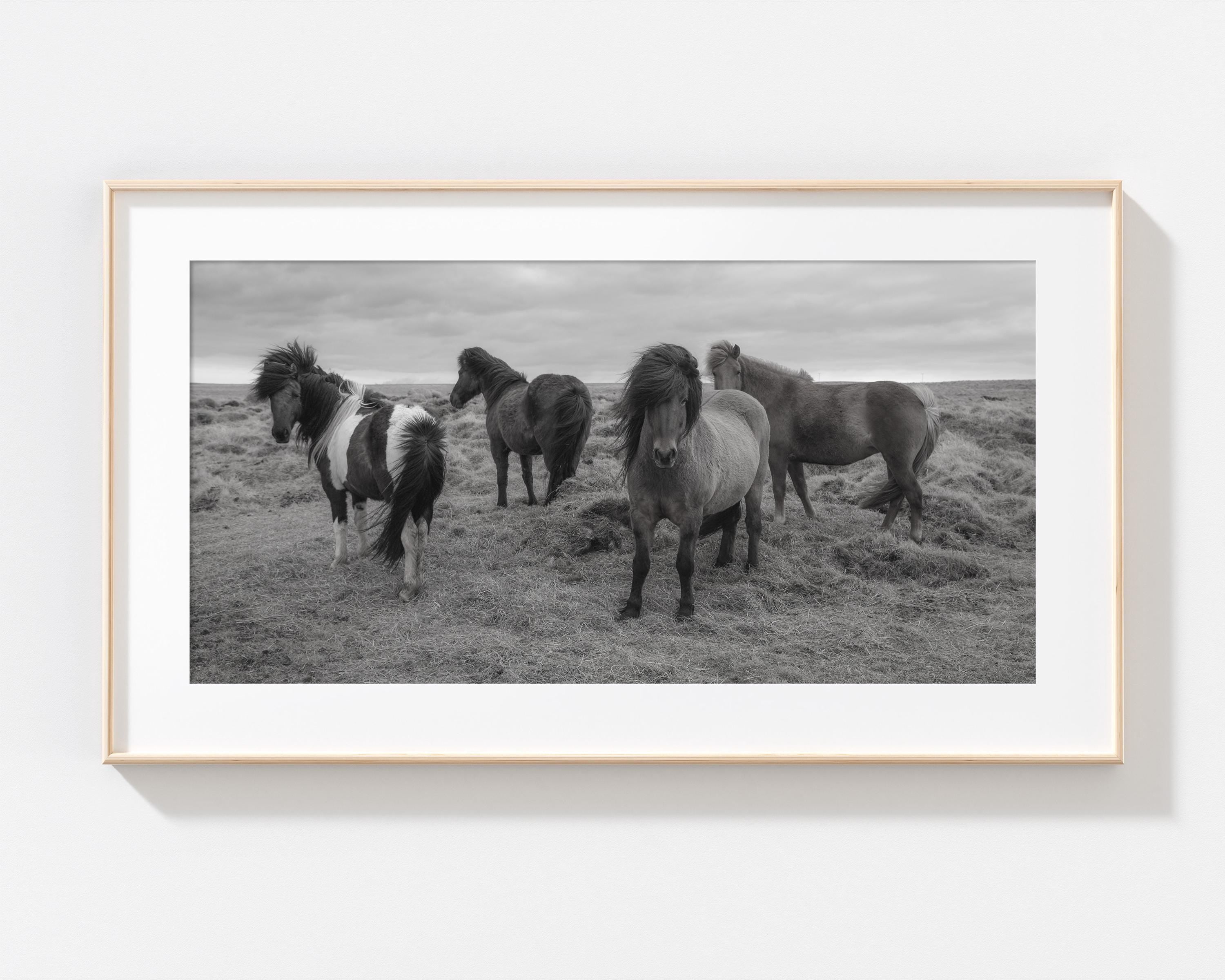Elegant Icelandic Horse