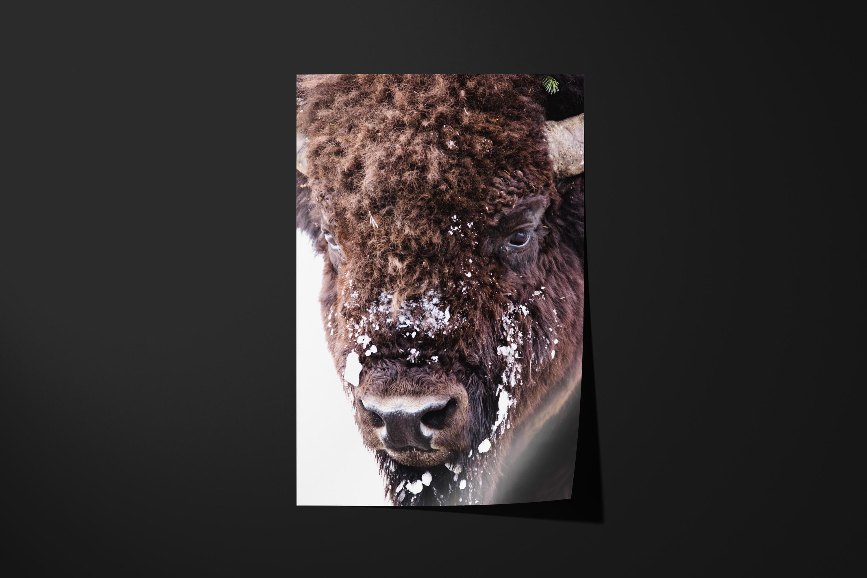 Snow-Dusted Bison Close-Up