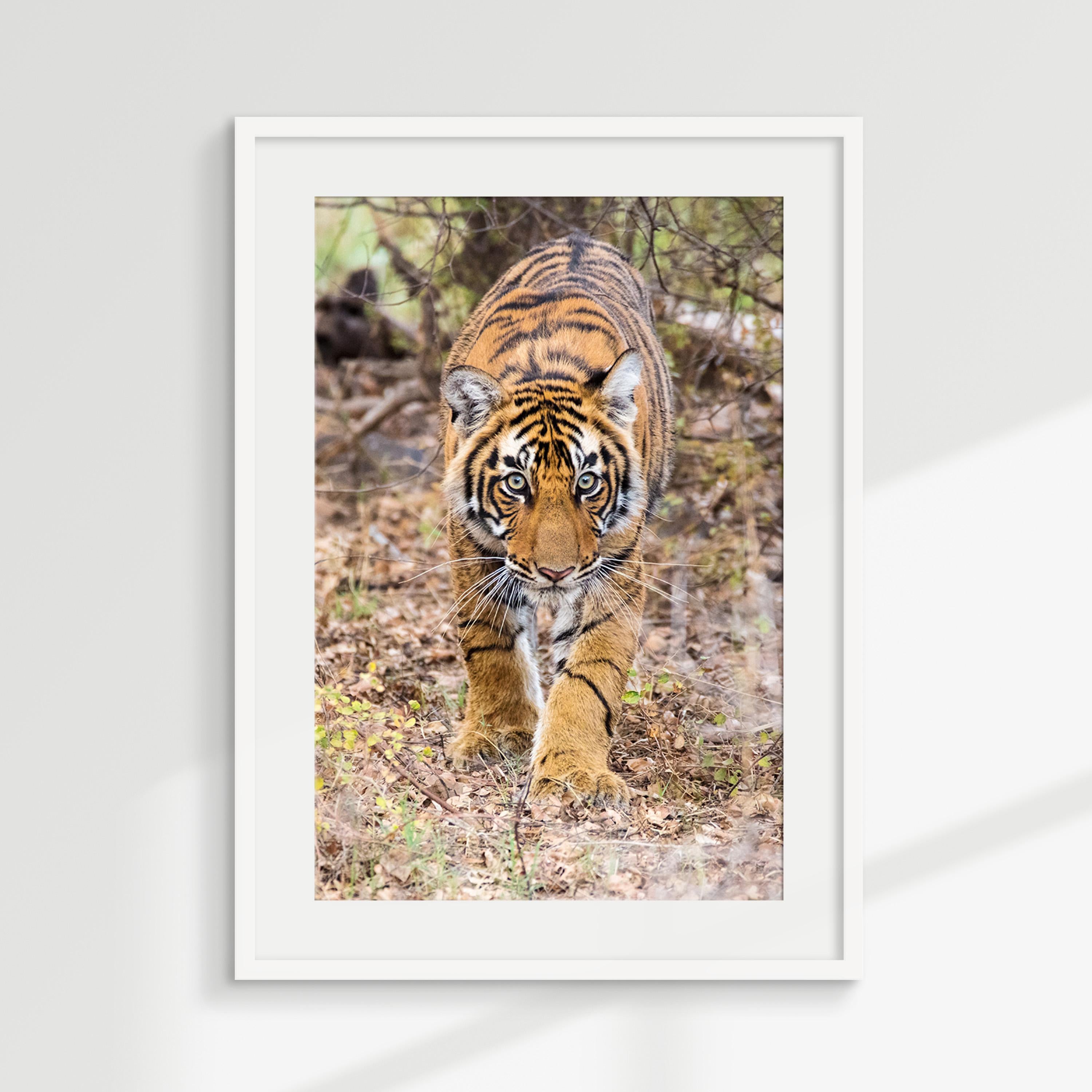 Stalking Tiger Cub