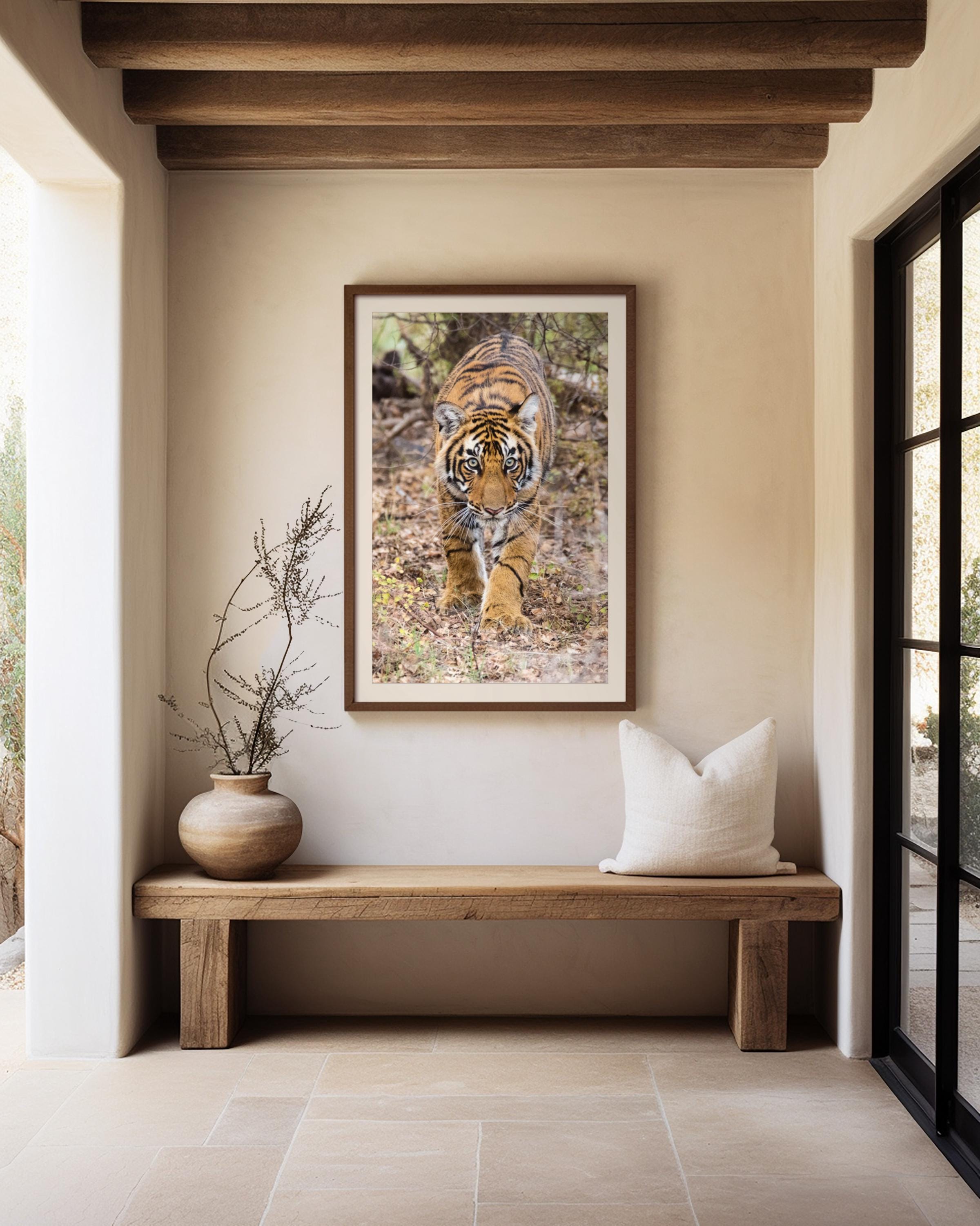Stalking Tiger Cub