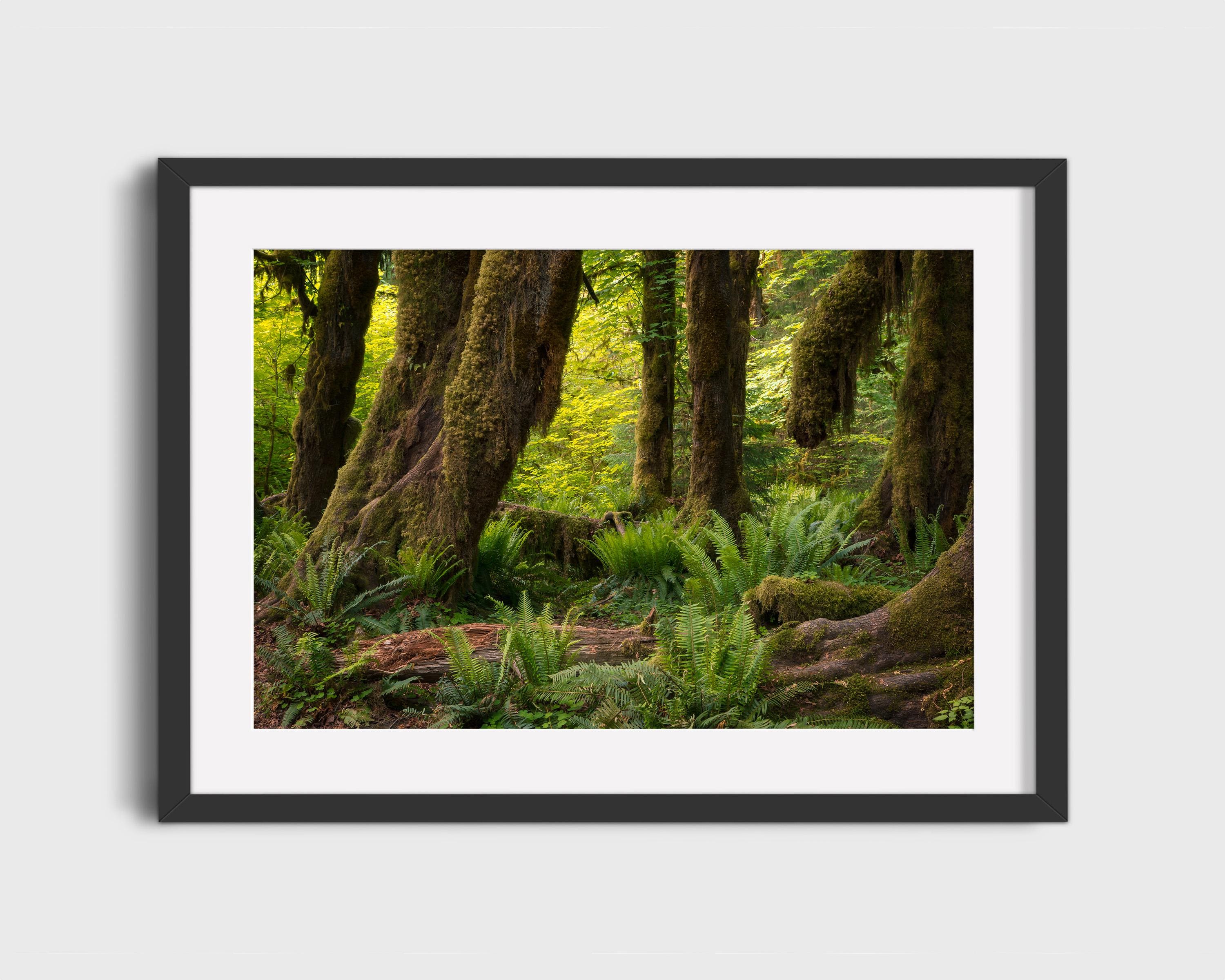 Hall of Mosses Enchanted Forest