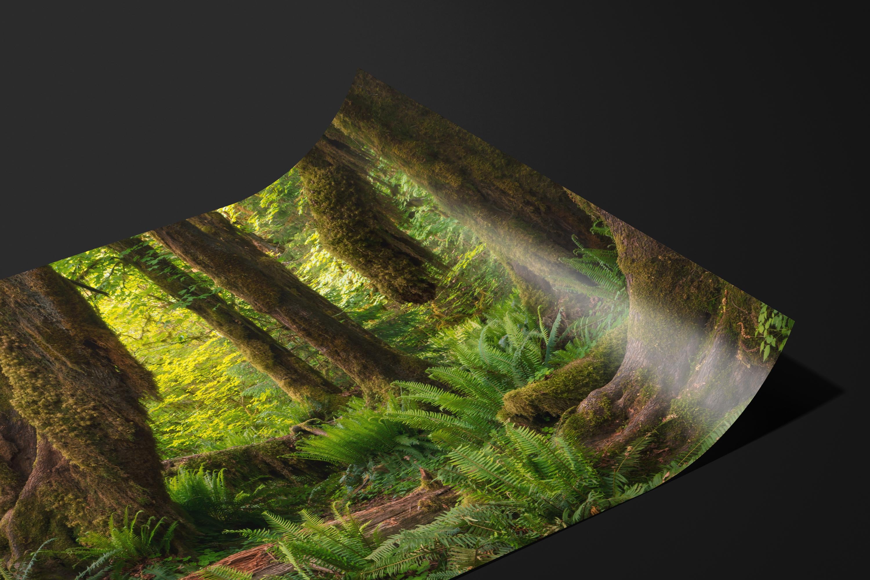 Hall of Mosses Enchanted Forest
