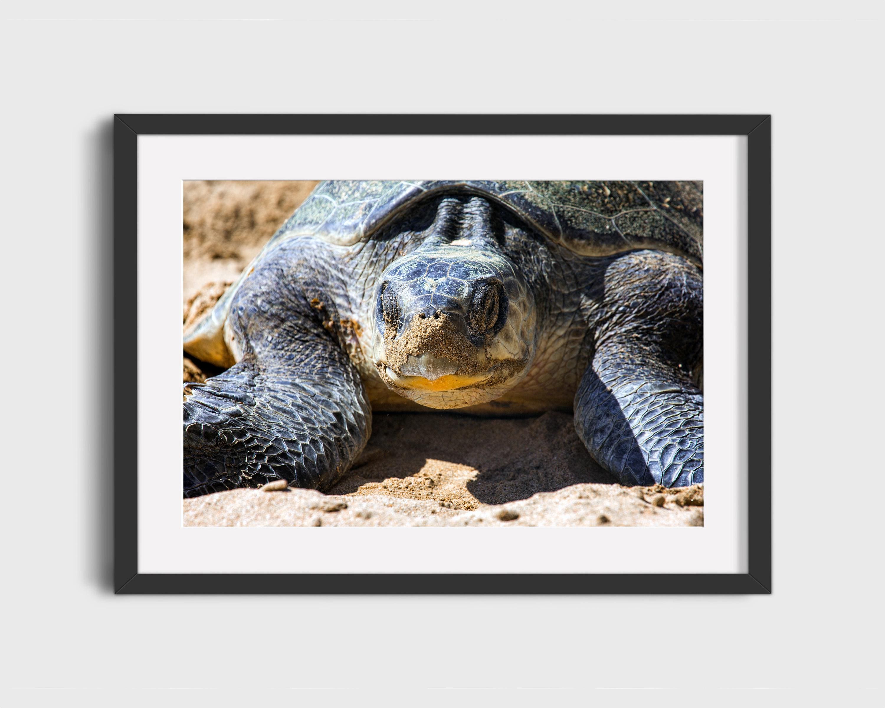 Olive Ridley Sea Turtle