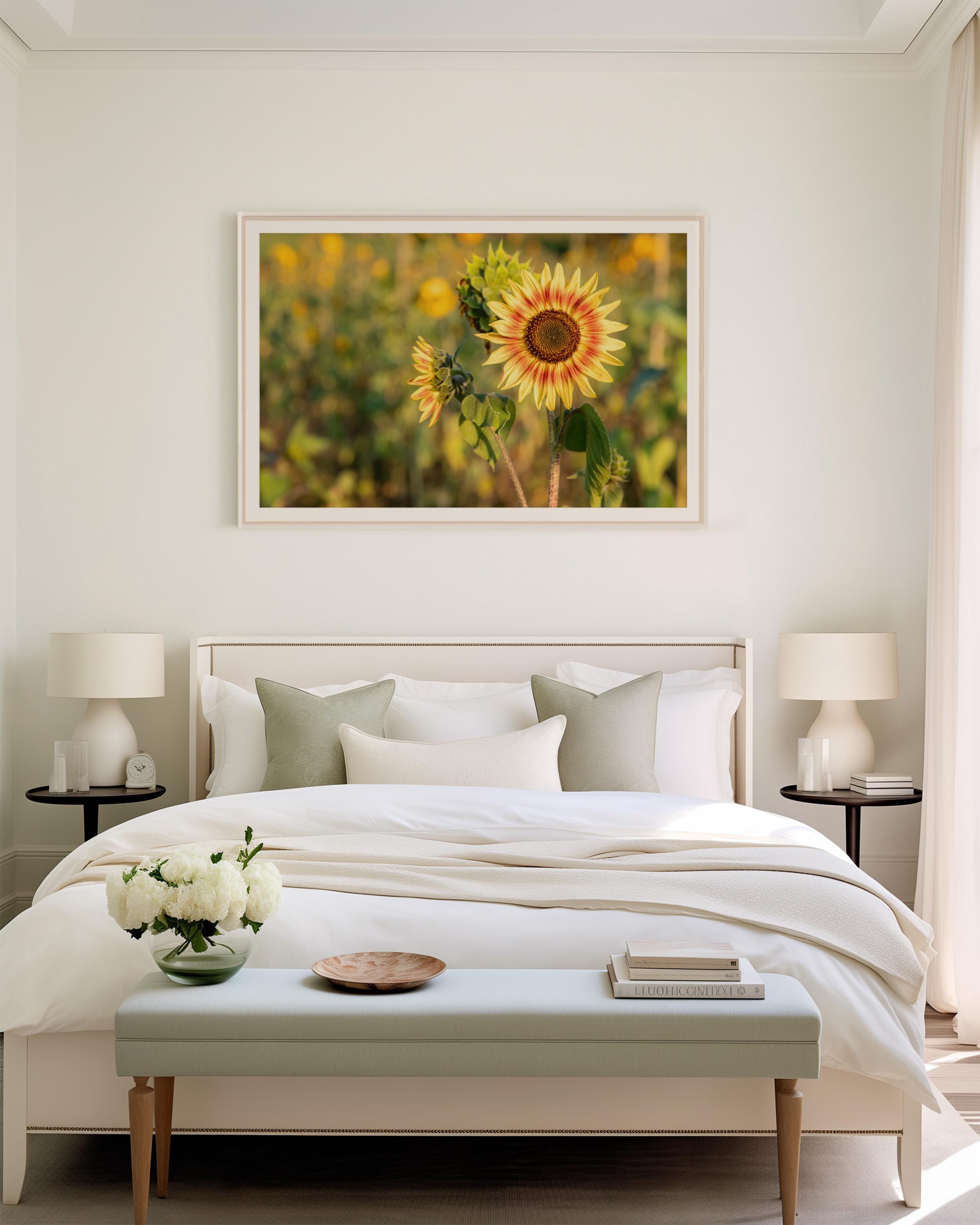 Ring of Fire Sunflower