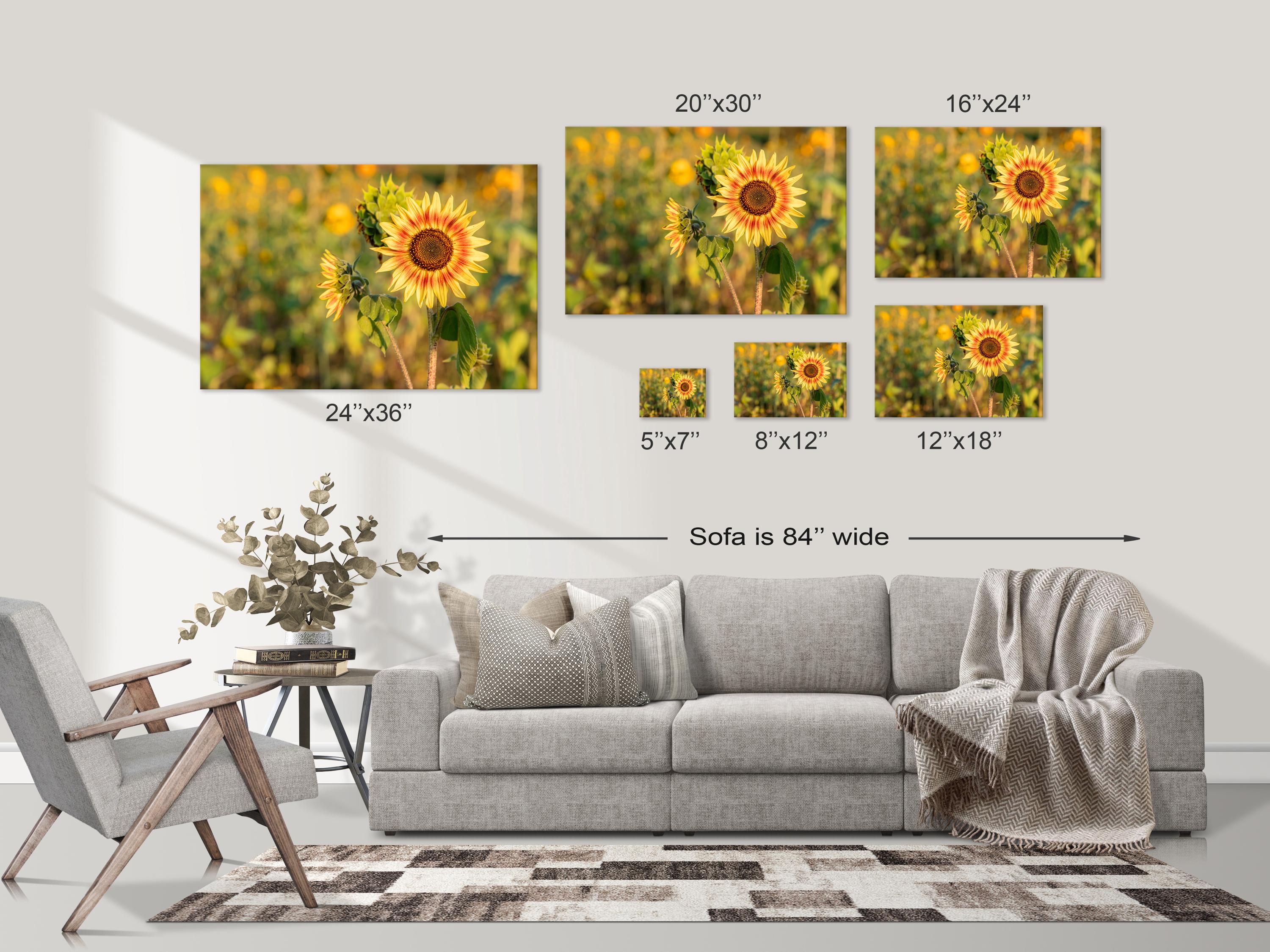 Ring of Fire Sunflower