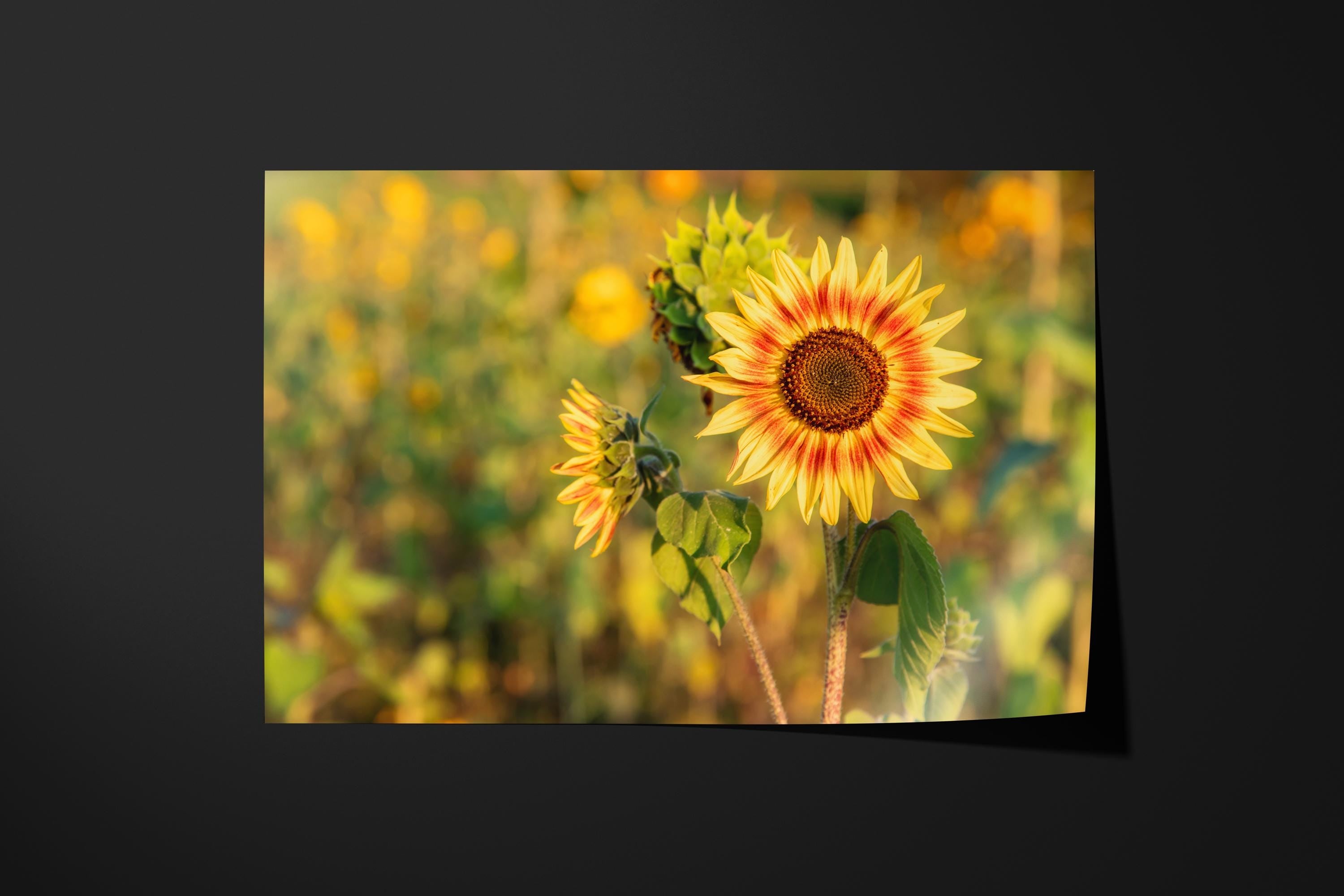 Ring of Fire Sunflower