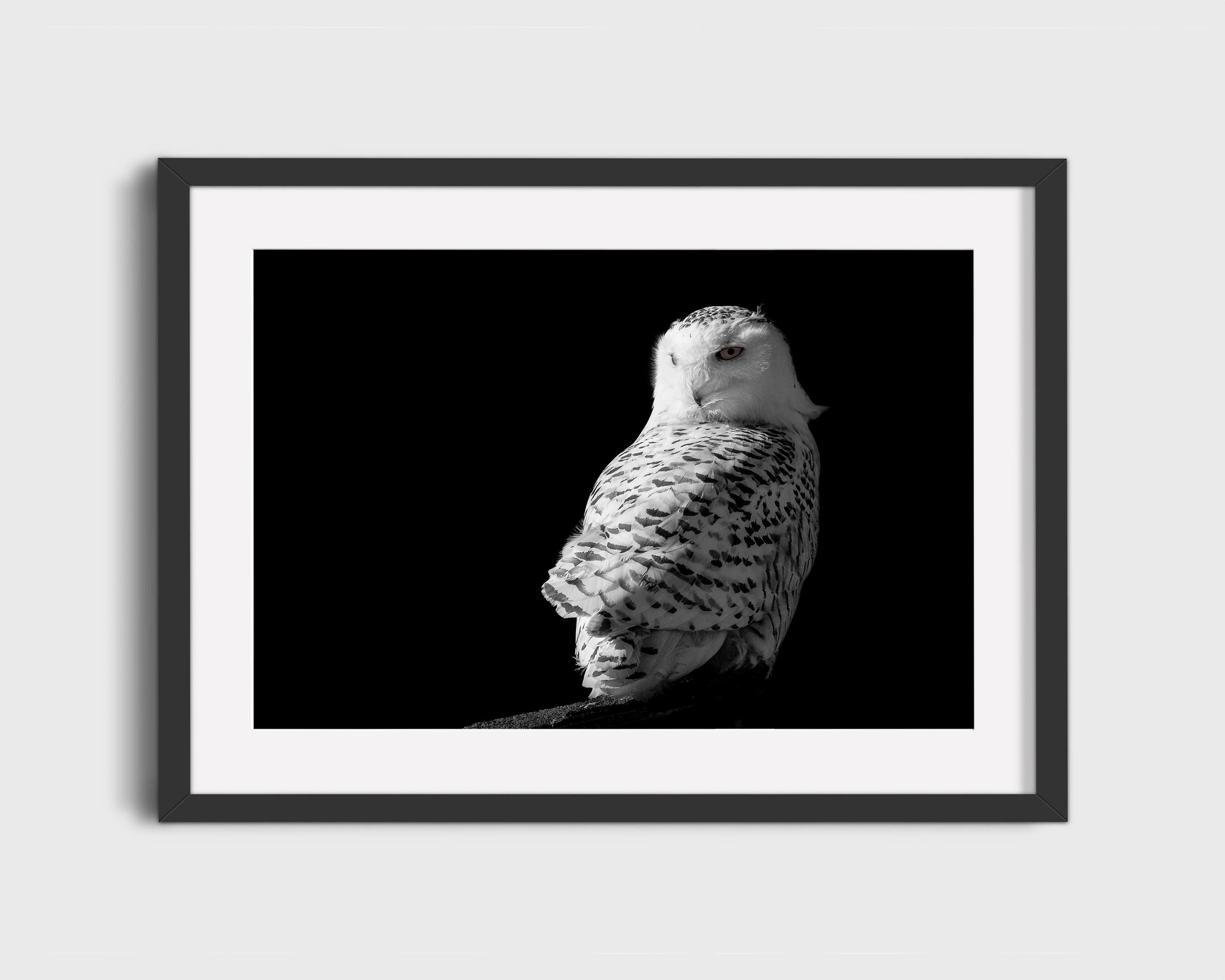 Snowy Owl