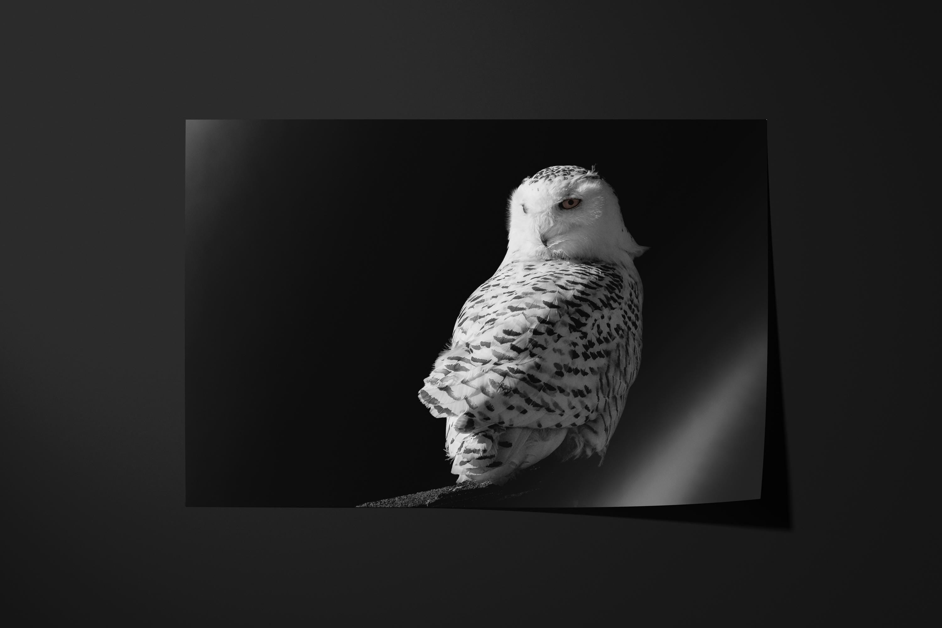 Snowy Owl