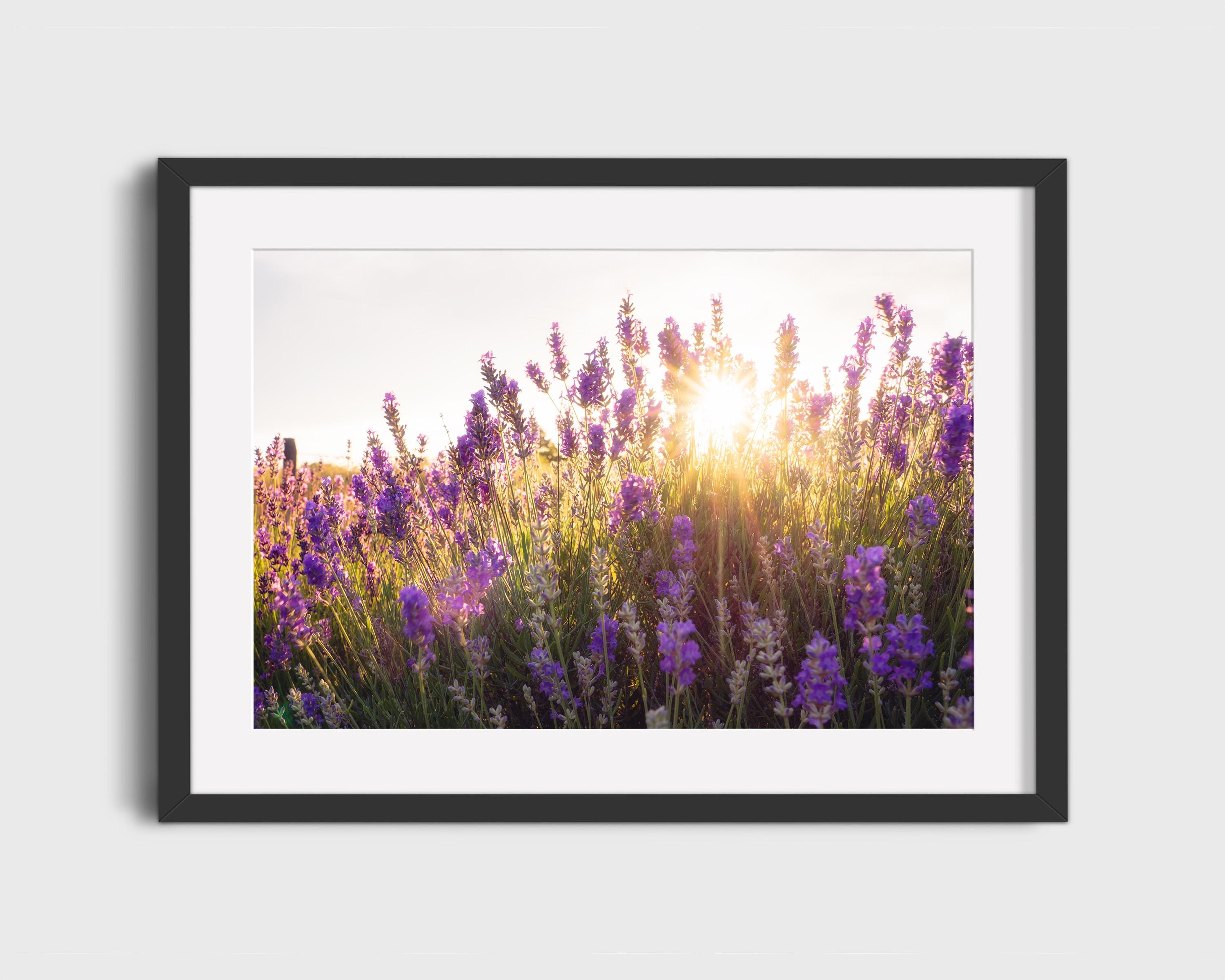 Sunset Lavender Field