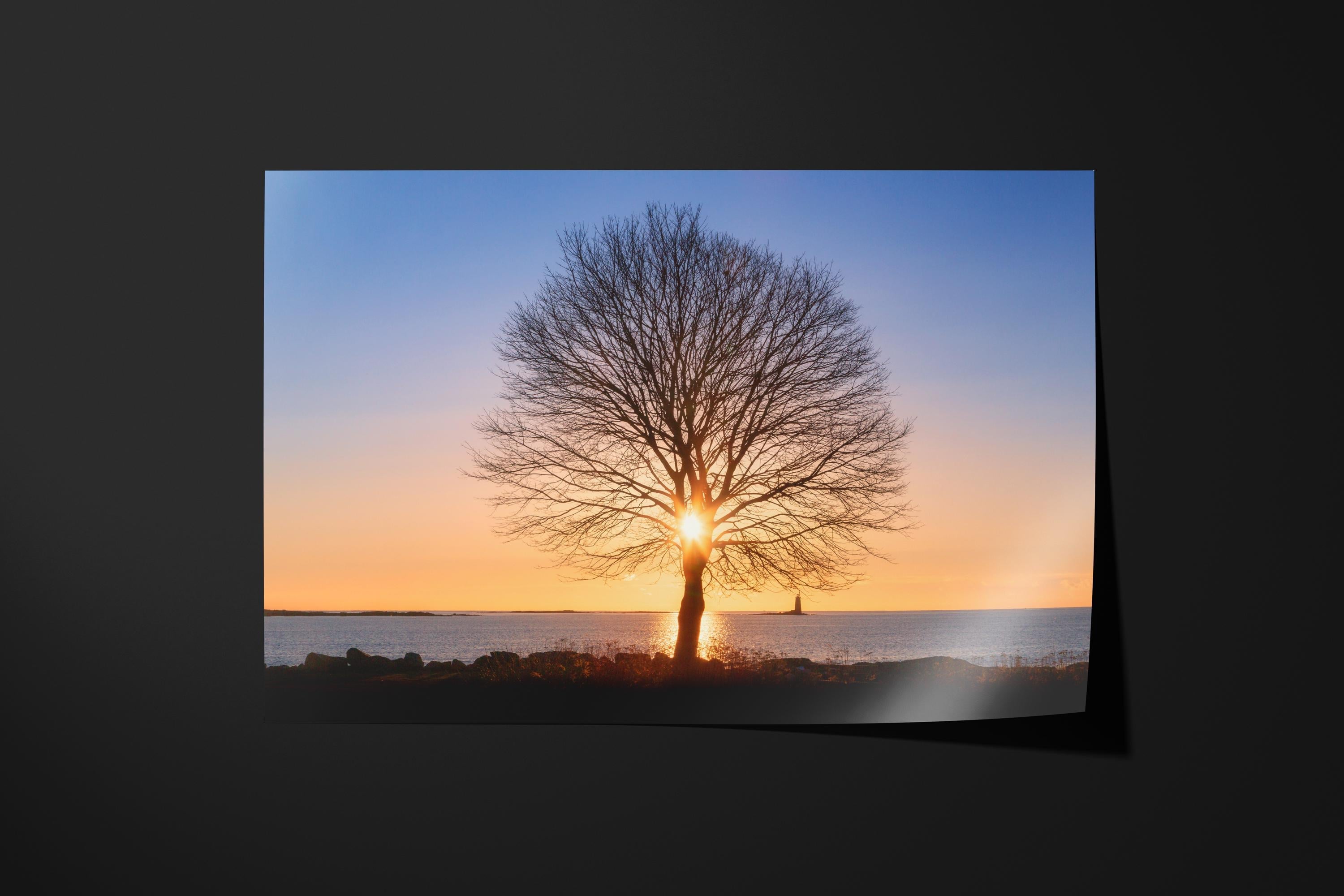 Tree of Life Sunrise