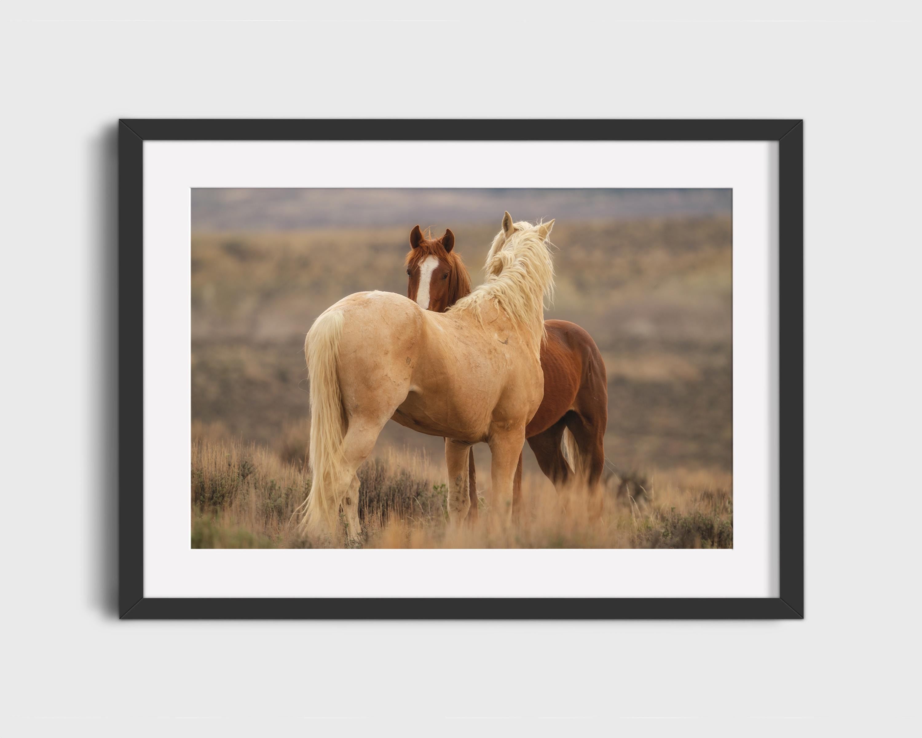 Wild Mustang Companions
